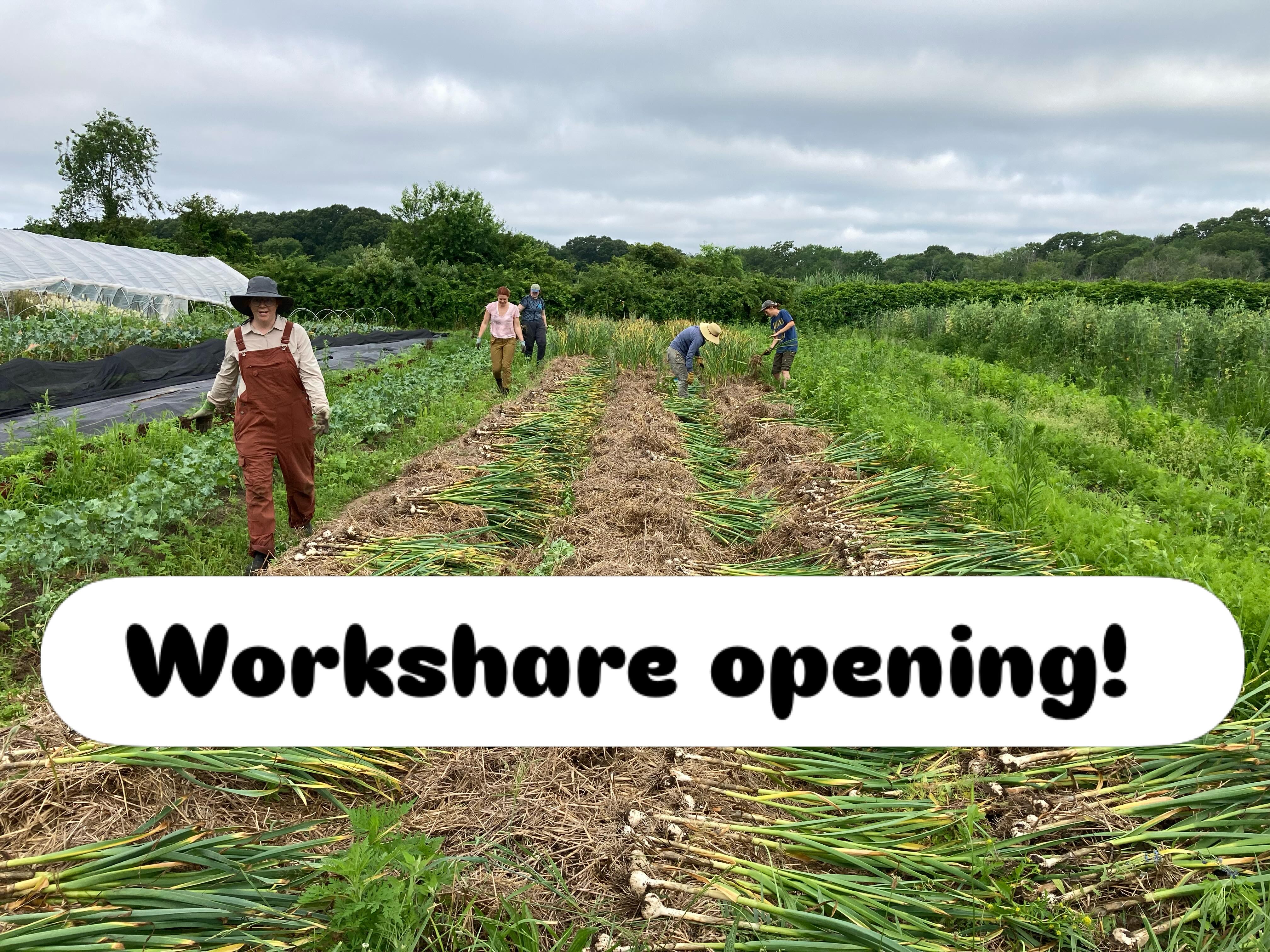 Are you looking to spend more time outside this season? Want to make some new farmer (and farm dog) friends? We have a spot open in our workshare program on Tuesdays from 7-11am June-November.
Email Melissa.moonrosefarm@gmail.com for more info!