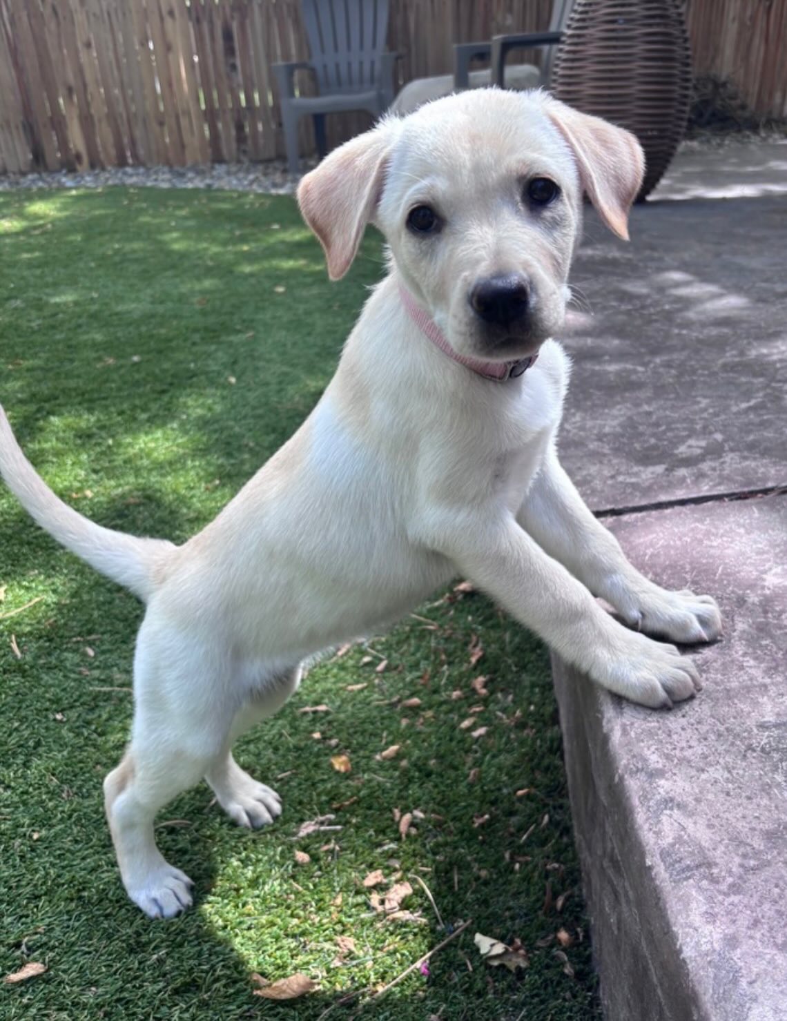 Pup of the Day: Feta 3 months old. Just like the cheese, this little girl makes everything better simply by being in it, Opa! Feta is a gorgeous Yellow Lab x Golden Retriever mix with a heart full of joy, lots of love and best of all, puppy breath!! She’s got that classic happy-go-lucky retriever energy - always up for backyard fetch, a fun training session, or a full-speed zoomie session in the grass! Social butterfly doesn’t even begin to cover it. As far as Feta is concerned, every single person is her new best friend 🧀
Feta and her siblings were born in Houston and found their way to us after a good samaritan stepped in when this litter was dumped. All eight of them have grown up side by side, so they’re wonderfully socialized, total pros at sharing, and will do beautifully alongside dog friends in their forever home. This litter is also expected to be great with cats thanks to their gentle nature and young age. Feta would be absolutely over the moon with kiddos who are ready to play, snuggle and be respectful to the fact, she’s still just a baby 💛
Like all babies, she’s still working on the big stuff- potty training, crate training & sleeping through the night, but she’s getting there! Feta is also currently on our NPOG (No Paws on the Ground) protocol, which keeps partially vaccinated puppies safe by avoiding public spaces where other animals have been. For now, a secure yard play, warm snuggles, and being carried on family walks - honestly, a pretty dreamy puppyhood. 🐾
If you are already an approved adopter and want to meet or adopt Feta, please contact your adoption coordinator. Or you can fill out an application at mhlrm.com