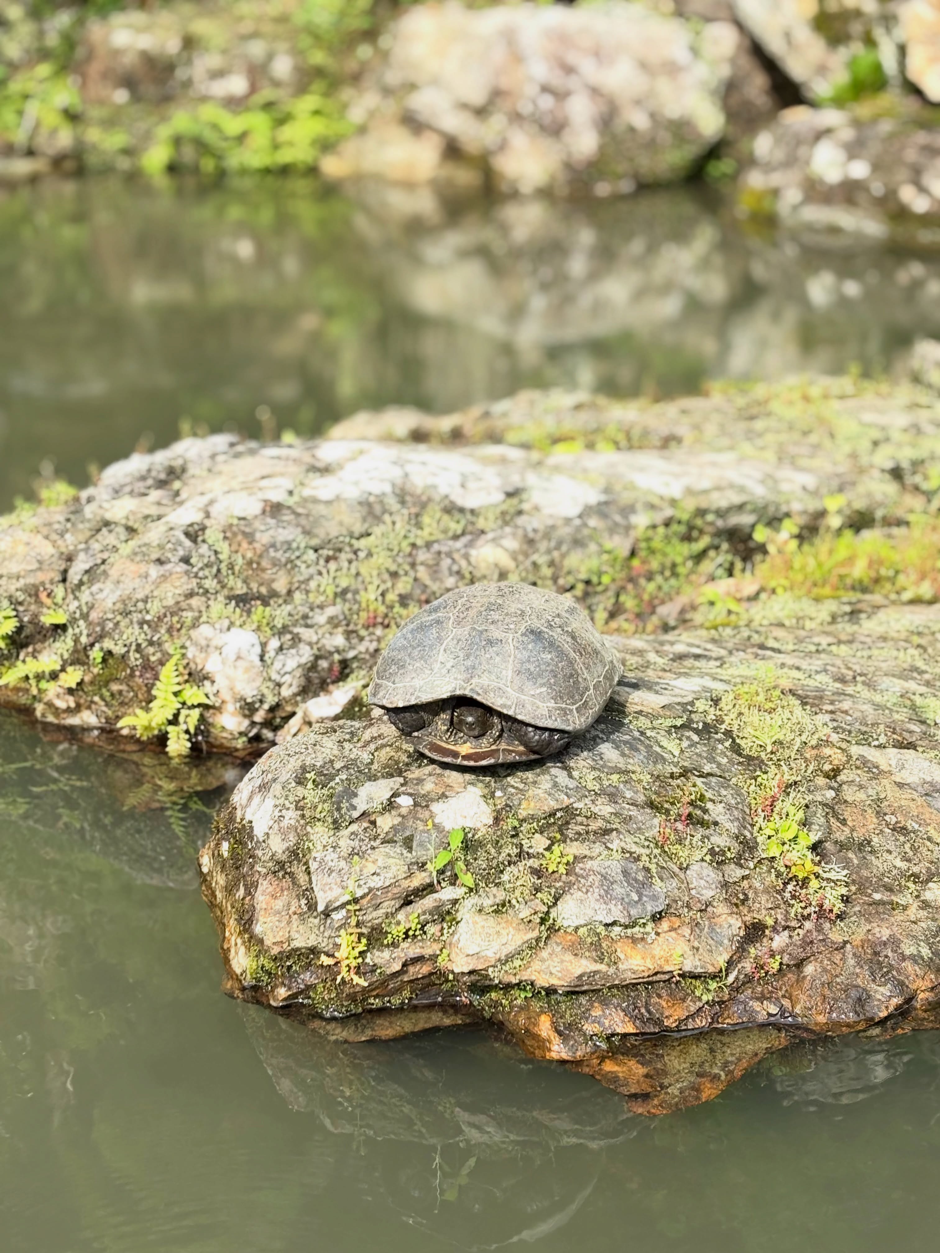 多聞寺のレアキャラ、カメキチです🐢冬眠から目覚め毎日のように岩の上で日光浴をしています。人が近づくと逃げますが、こっそり近寄ると対面する事ができます🙏🏻エサを食べる時だけ知らん顔してきます。
勝手にカメキチと呼んでいますが、性別は不明のままです😂
#多聞寺 #多聞寺庭園 #亀 #カメキチ #つるぎ町