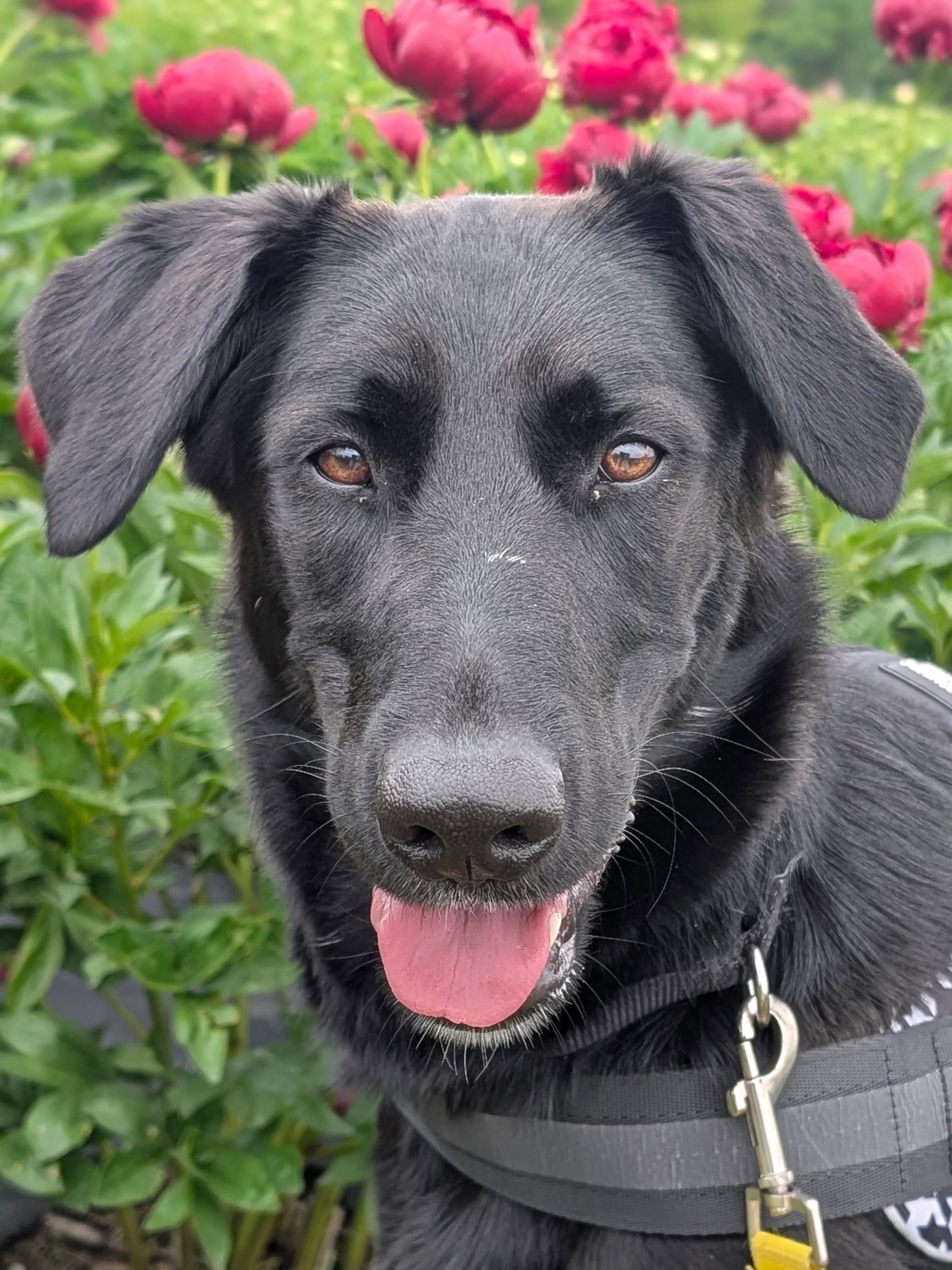 This past weekend Raven got to experience a little bit of what makes Okoboji summers so special 🩷
She started her morning with a breakfast bowl from Topog, then took a nice long walk around Pillsbury point, strolled through the farmers market to pick up some treats, and ended her day at Silo Ridge Peony Farm with lots of flowers to sniff and a few photos! Raven had so much fun that she instantly fell asleep in the car on the ride back to the shelter.
Raven is a great listener, is a very good on leash, and did such an amazing job with all of the new people, places, and sniffs! If you are looking for a new adventure buddy, Raven is your girl!
