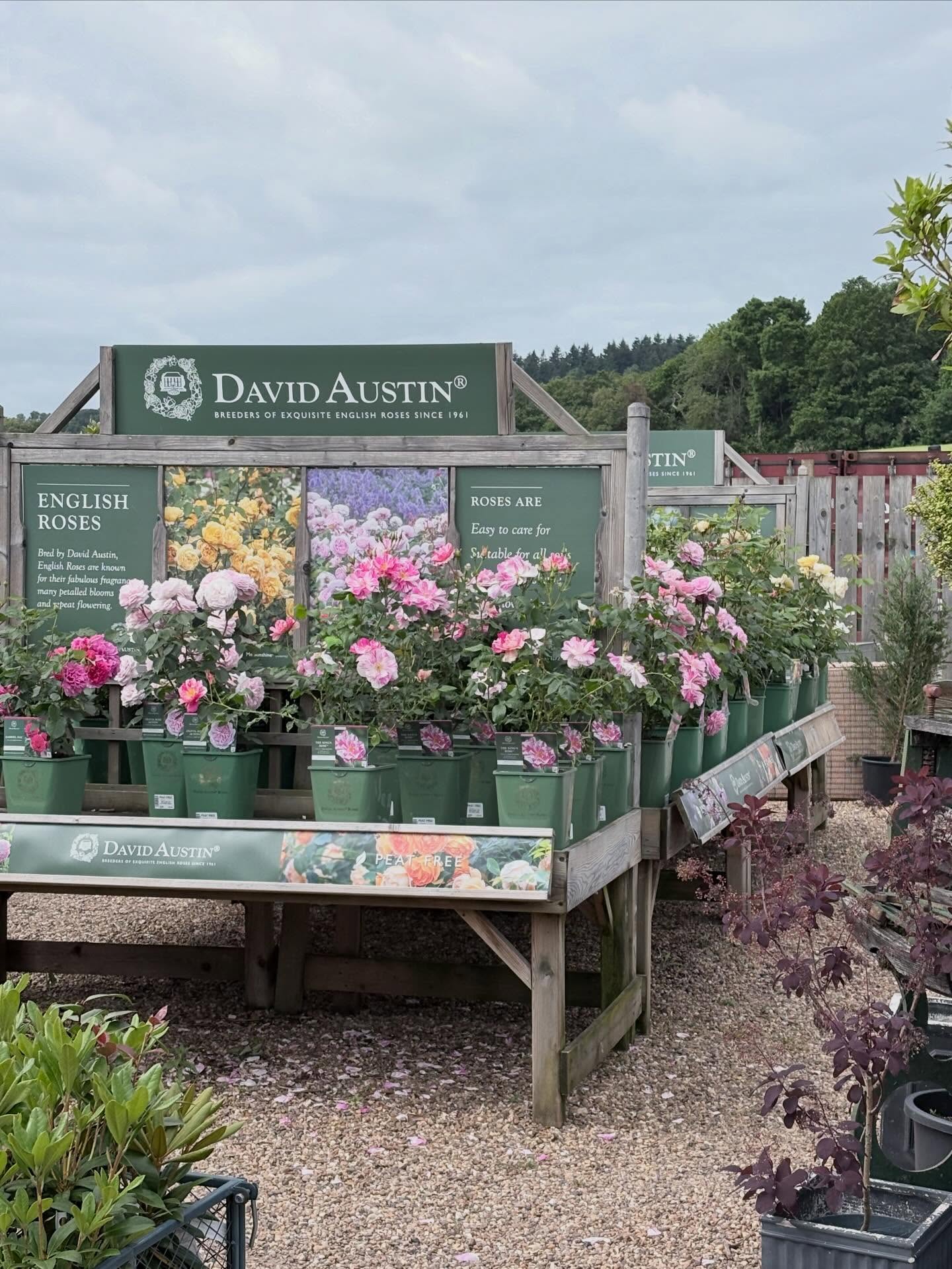 We’re full to the brim with our beautiful selection of British Grown plants including our @david_austin_roses collection all in in bloom 🌸 come fill your trolleys we’re open 7 days a week 🌸