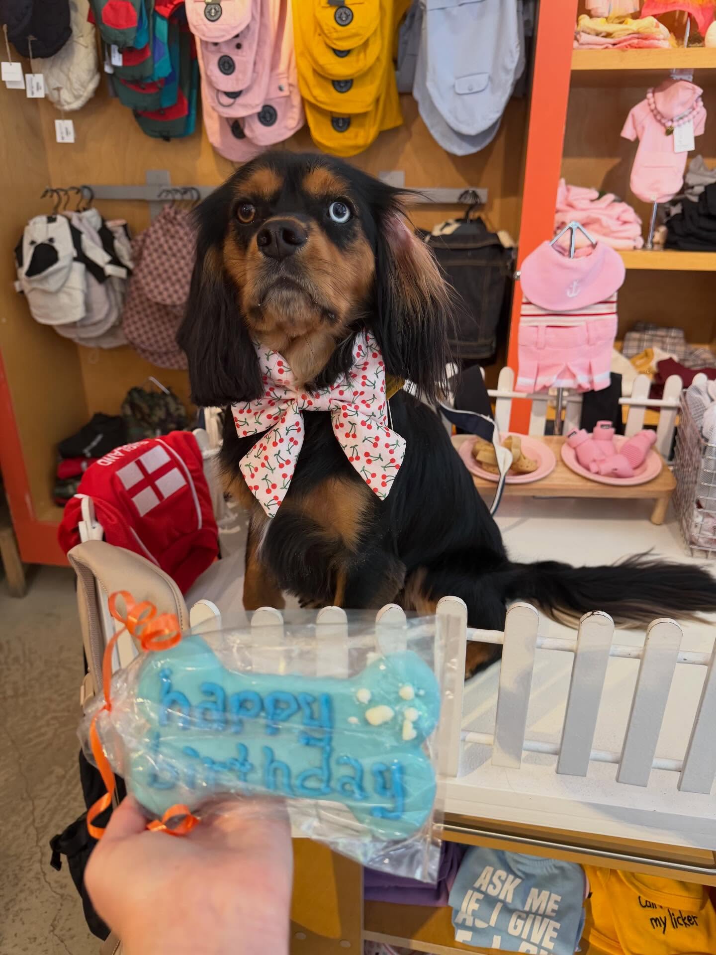 Happiest of 3rd birthdays to Poe/Poezekial/Poeseph/Posephina/Poetato/Gremlin Baby/Smidgen.
3 years ago I made a wild and slightly irresponsible decision (at the time) to adopt this dream imp, and I am forever grateful for it. Poe is the greatest adventure baby and snuggle buddy. He loves traveling far by plane, boat, and car, and his own four peet but is always up for a nap. He immediately melts all he meets, and has a particular soft spot for human puppies.
He is the smartest little guy, always learning tricks (he fetches his snack ball and closes the cabinet, hops like a kangaroo on command and so much more) and is very emotional intelligent and loving. He is truly his own little indiviual.
Photos from Poe’s fresh birthday groom. In true Poe fashion, he is in LOVe with his groomer, so a groom was actually a special birthday treat for him.😂 @barkingbabies @thefoggydog P.S. I like to think sweet Paddy is looking down at us, and giving me extra snuggles through you. That must be why you are the snuggliest dog ever.