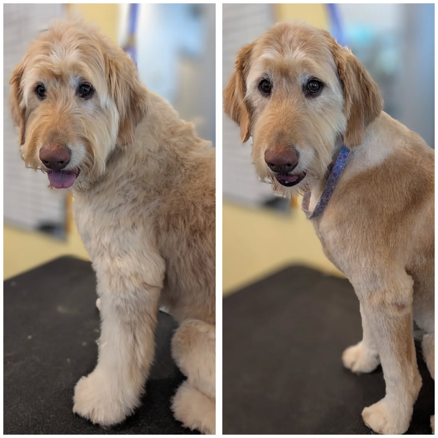 Welcome Sonny to @yellowdogancaster