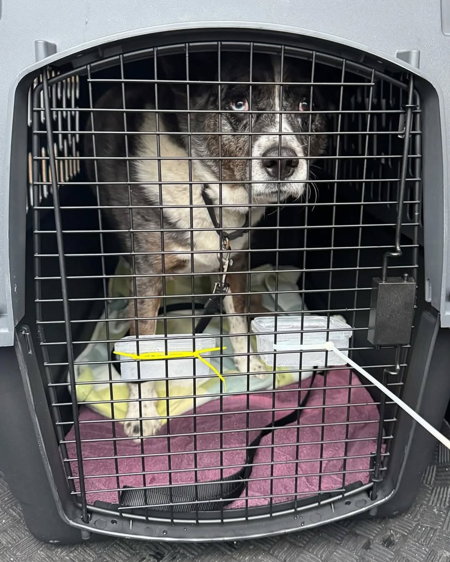 And he's off! 💙✈️
It was a bittersweet goodbye this morning, but we know in our hearts that this program is Kittle’s best chance for a happy future. Every dollar, every share, and every bit of support made all the difference. It truly takes a village, and we are so incredibly grateful for the one we have the privilege of being a part of. We simply could not do this work without you.
We want to take an extra moment to thank a few people who went above and beyond to give Kittle this second chance:
Thank you to Tyler Peters, who, just in the nick of time, donated the remaining $1,478 in memory of his friend Bill Prentice to secure Kittle's spot in the program.
Thank you to Shawn O'Connor, who has offered to adopt Kittle once he graduates from this training program and give him the loving home we know he deserves.
Thank you to Brea Stricker and the HSNWIA staff for never losing faith in this sweet boy and for exploring every possible option for months until Happy Tails Happy Homes had an opening.
We will keep everyone updated on Kittle's progress as he settles into his training. Thank you all for being such an important part of his journey and for helping us give him the life he deserves!