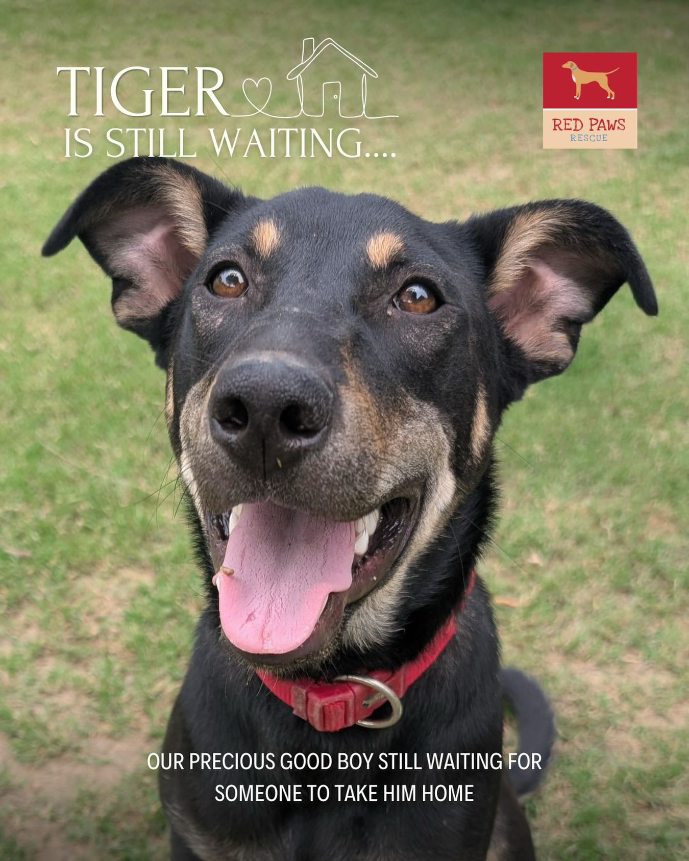 Tiger is still waiting…
For a place to call his own.
For someone who sees him and says, “you’re mine.”
he has so much love to give and he just needs someone to give it to.
Adopt Tiger.
DM if interested
.
.
.
#redpawsrescue #adoptdontshop #rescuedog #urgentadoption