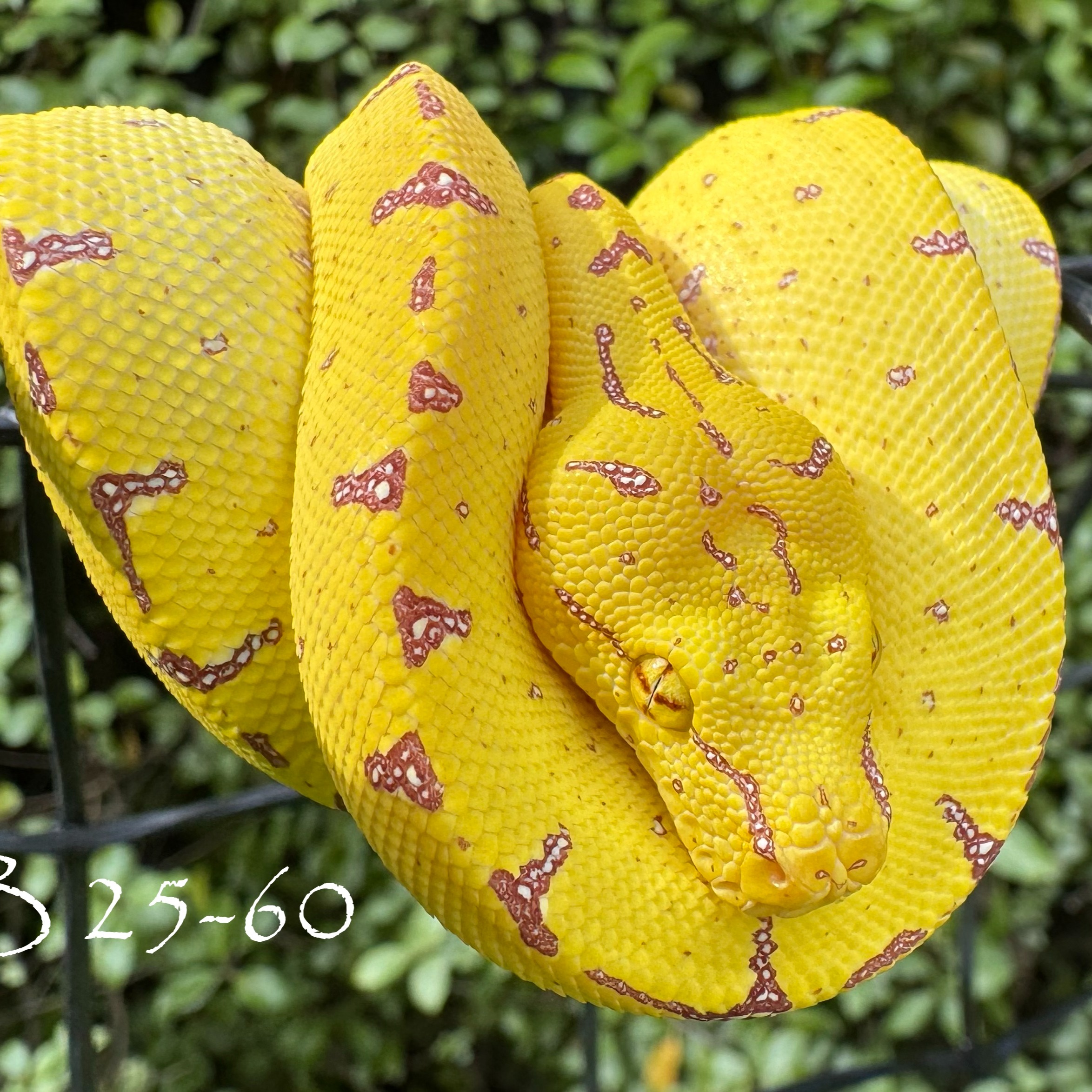 Kofiau Island Green Tree Pythons
I’ve been around long enough to remember the old forum debates about the “canary” yellow‑retaining GTP type from Kofiau Island. Back then, separating fact from hobby folklore was nearly impossible — plenty of rumour, not much clarity.
Then came the widely shared photo of a yellow adult female on a clutch by Vladimir Odinchenko, which finally confirmed that some animals from this type could genuinely hold yellow into adulthood. That image stuck with me for decades.
I admired these GTPs from afar for years and never thought I’d get the chance to work with them, but a huge shout‑out to Daniel at @chondro_boz for establishing and reproducing this line here in Australia. I’m incredibly grateful to be trusted with some of the first animals he’s released. Watching Daniel’s success unfold has been awesome, and it’s even better to now be part of the next chapter.
Not all animals from this line stay yellow — only a small percentage do — but even the ones that transition to green are absolutely stunning. I can’t wait to see where this new part of my Chondro journey leads.