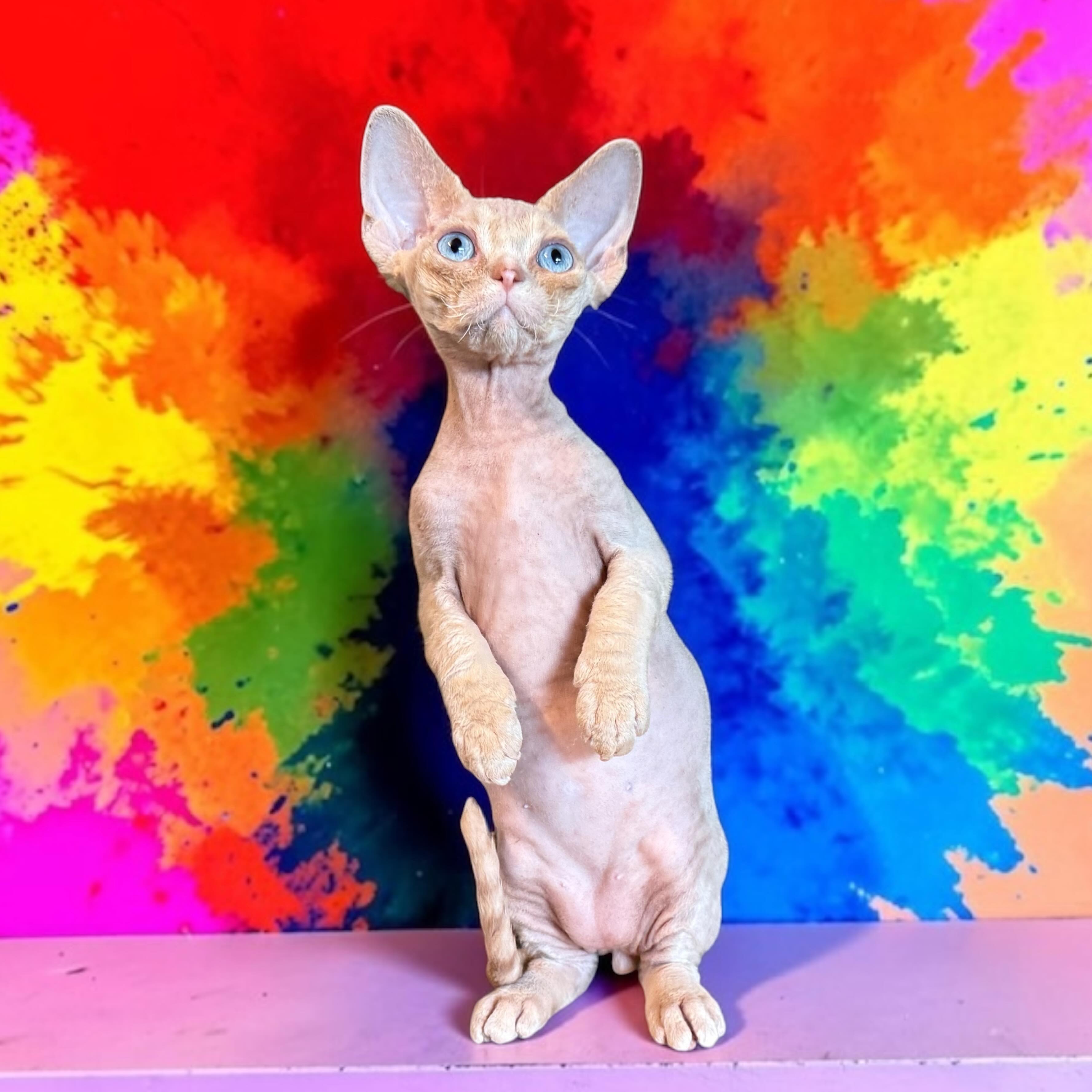 Whoops. I accidentally went and made a meerkat. My bad. 😅🤦🏻♀️ #devonrexcat #devonrex #tastetherainbow #meerkat #solo