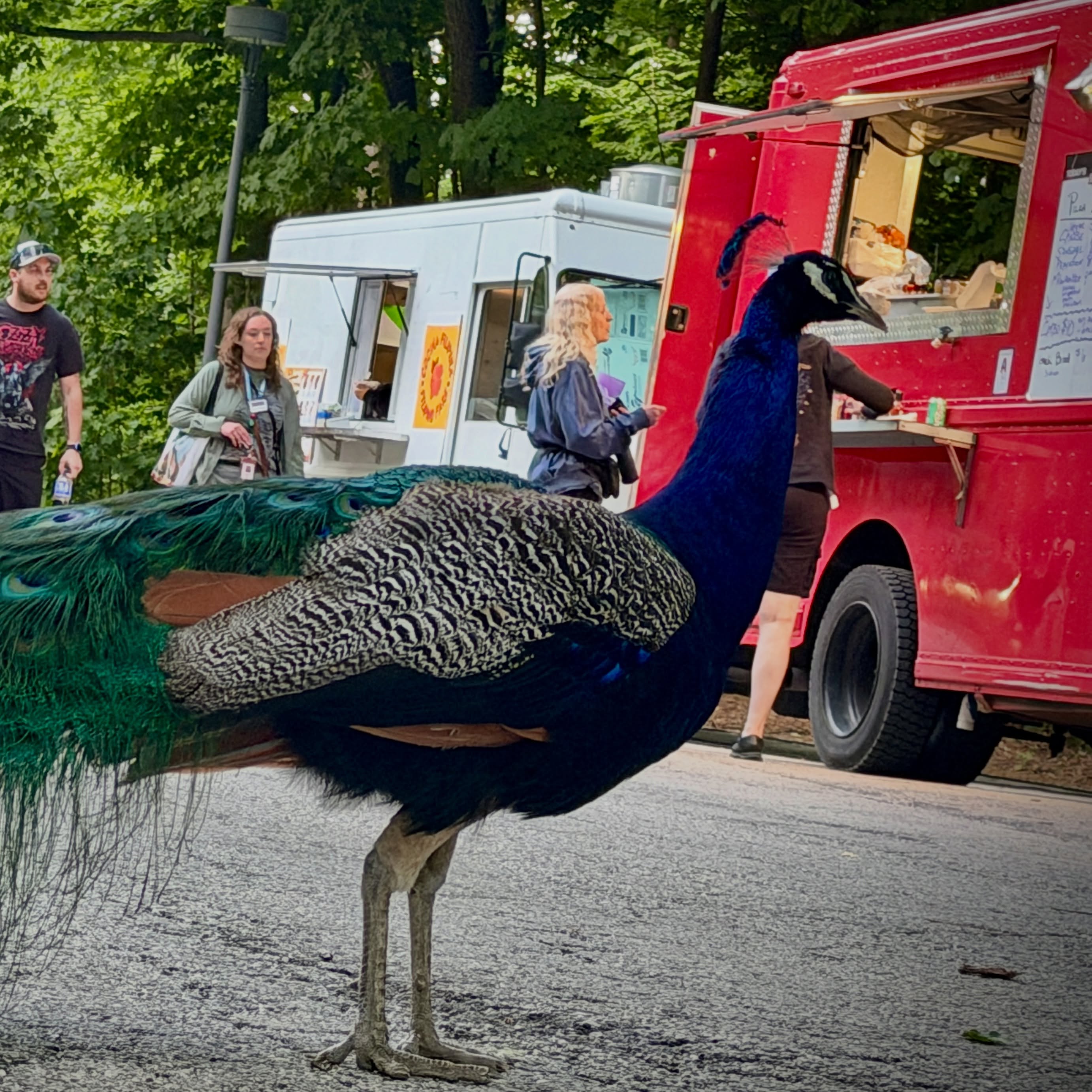Even our feathered friends know where the good pizza is. 🦚🍕
Street-Za is at the Milwaukee County Zoo though Thursday for Nights In June serving hot, fresh slices while a few hopeful locals wait for someone to drop one.
Come find the red truck!
#StreetZa #MilwaukeeCountyZoo #PizzaTruck #MilwaukeeEats #ZooDay
