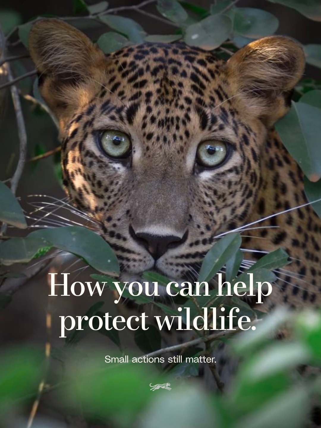 Conservation is not only happening in national parks or rescue centers. It also happens online through awareness, education, ethical choices, and public pressure.
Protect the wild.
Question exploitation.
Support ethical conservation.
Keep wildlife wild.