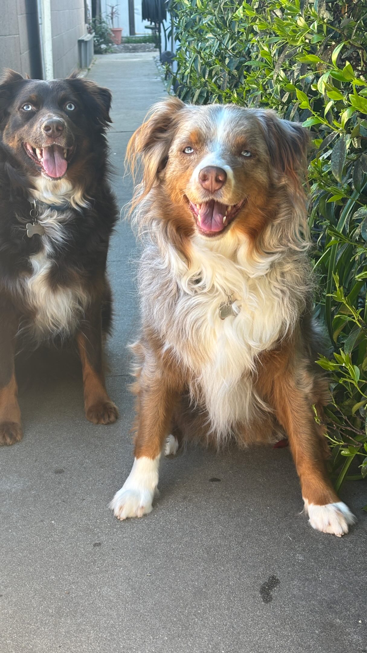 No place has ever stolen my heart the way certain souls have.
I don’t have a favorite place.
I have favorite souls.
And these two furry weirdos make every place feel a little more magical.
They also make a 20-minute walk take 45 minutes, but that’s beside the point.
My favorite place is wherever we’re together. 🐾✨
#DogWalkTherapy #LowerYourCortisol #NervousSystemReset #DogMomLife #AustralianShepherd LifeWithDogs SelfCareEveryday WellnessLifestyle OverTheMoonWellness SouthBayWellness MassageTherapistLife