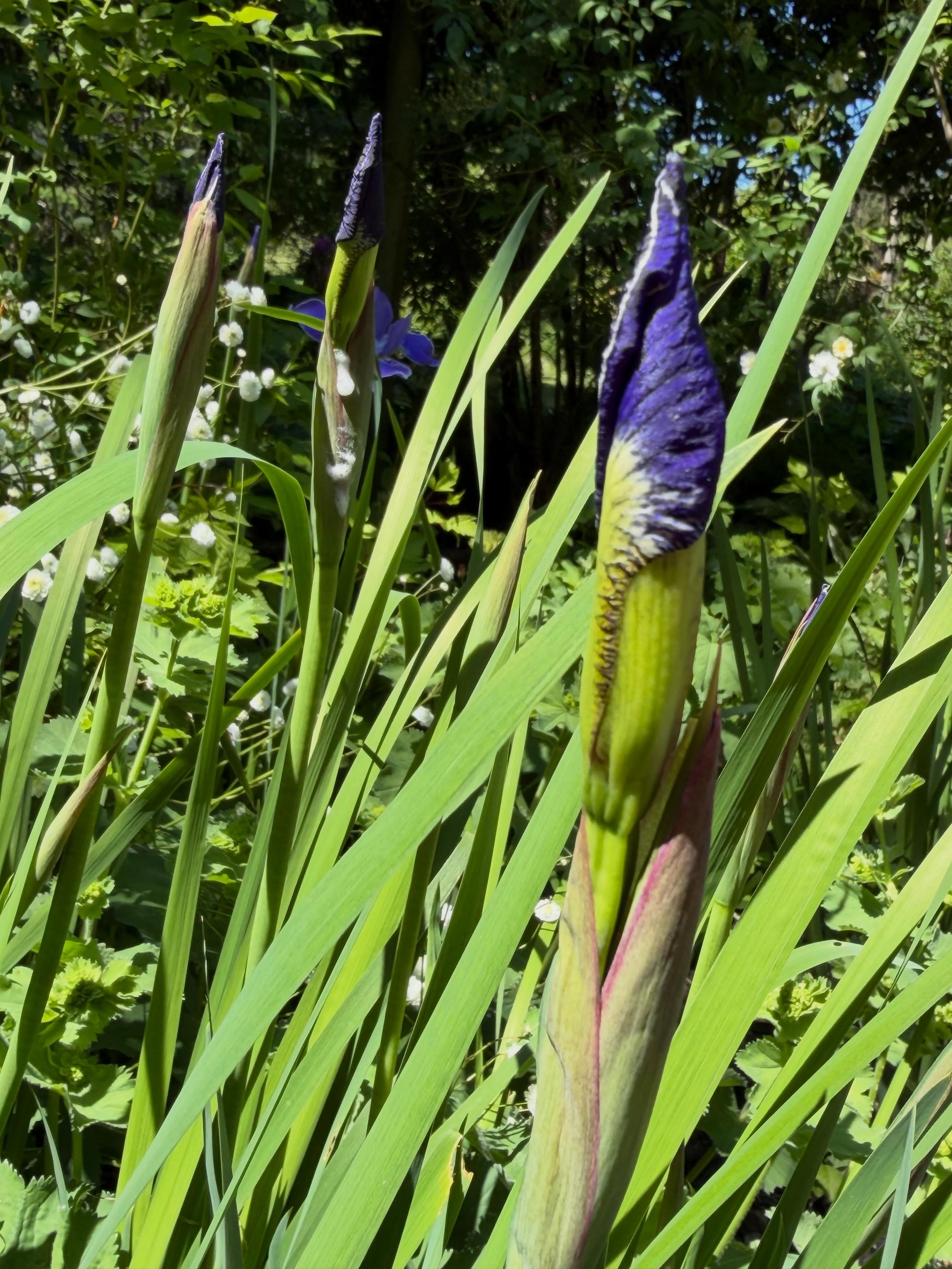 Iris sibirica 'Silver Edge' lighting up a shady summer border. Peonies, astrantia, geraniums and roses all lining up...ahhh the June garden