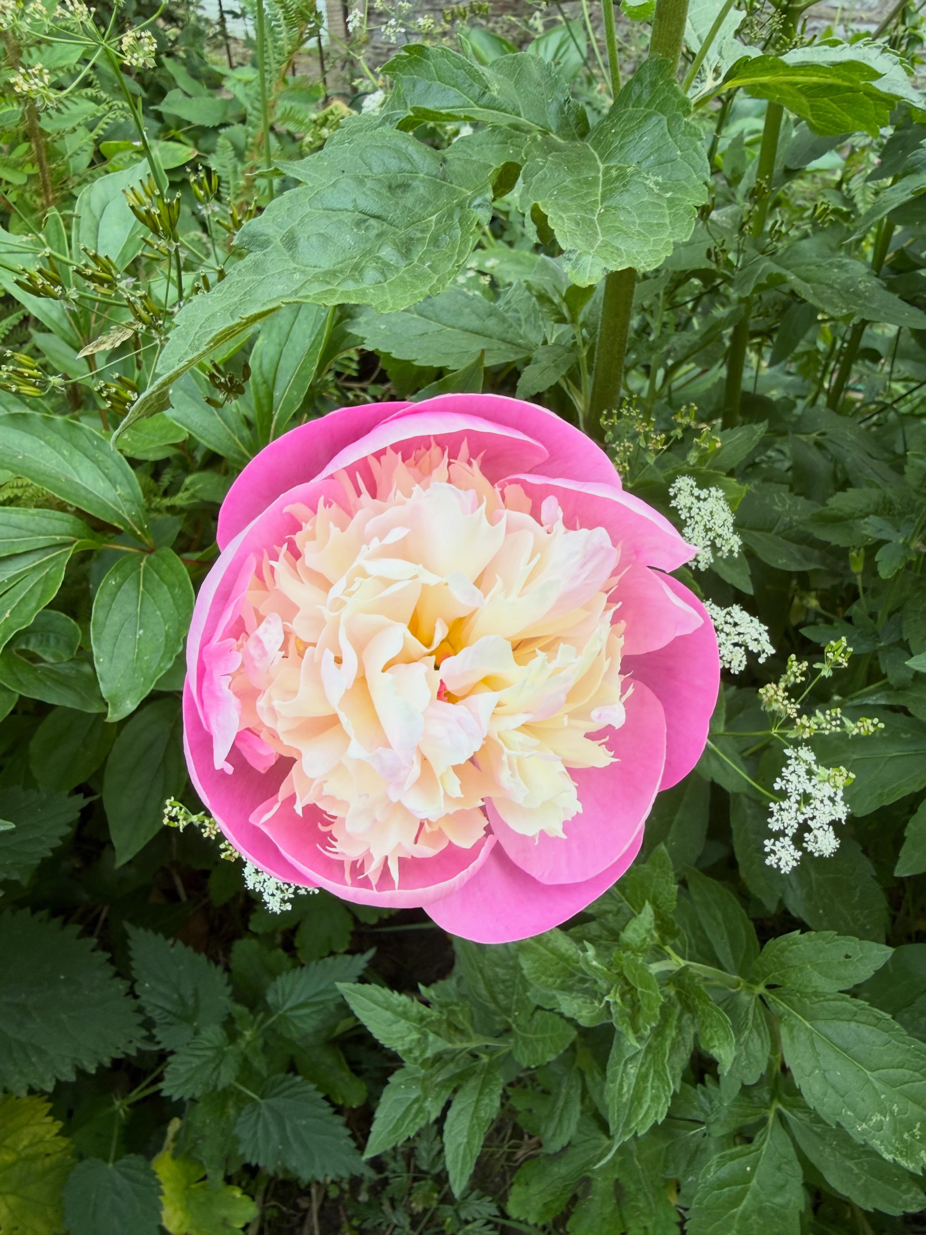 Got to love a peony 💖🌸
#flowerpower #inthegarden #peony #peonyseason #somerset