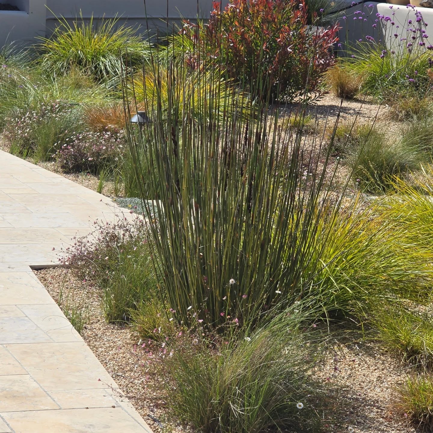 Checking on a project we designed and installed last year in #CarmelValley ๐๐
#Landscaping
#CarmelPointLandscapes
#FullServiceLandscapeContractor
#DesignBuildMaintain
