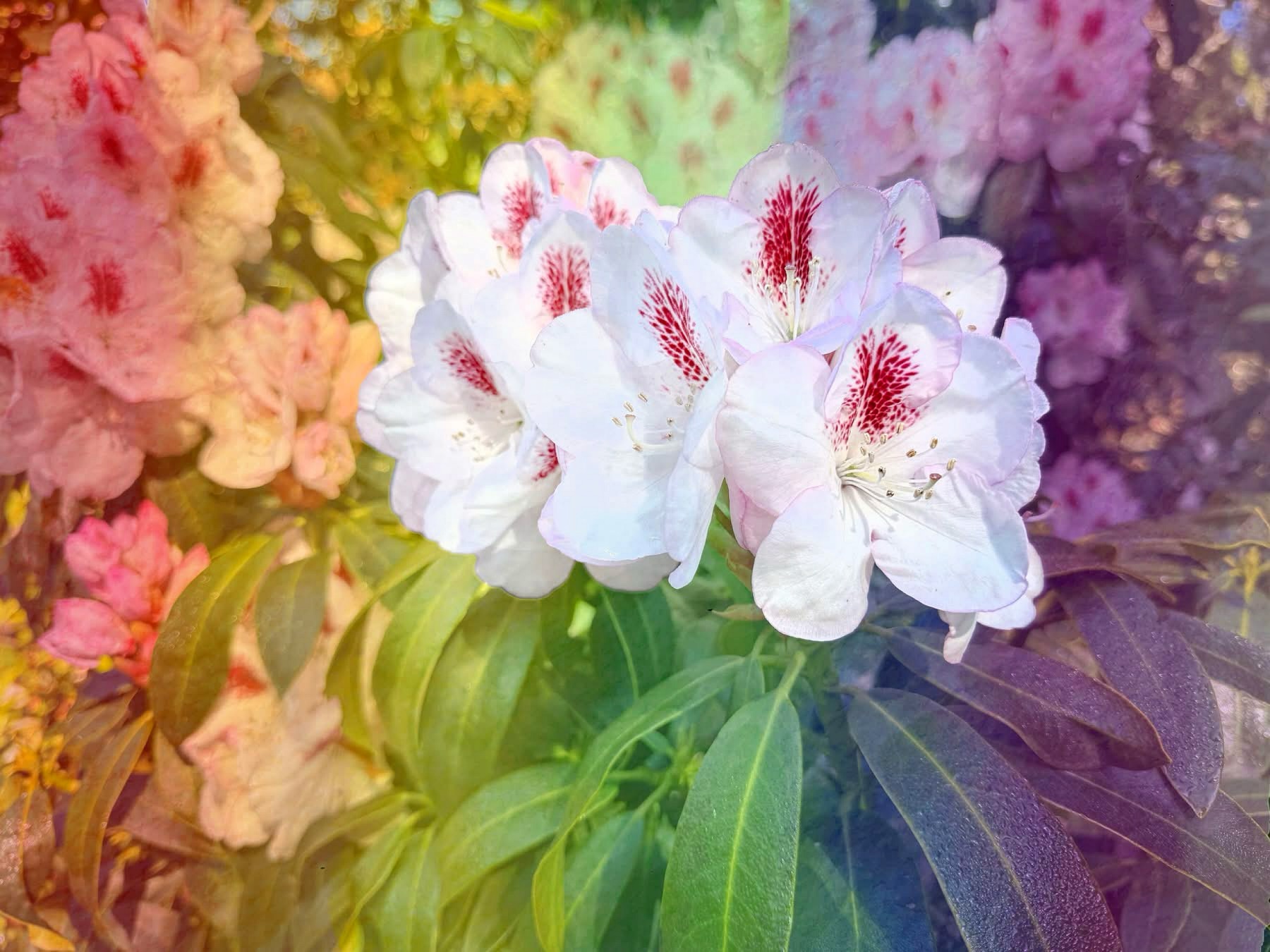 🌈 Pride in Bloom at the Gardens 🌈
Join us this Friday, June 5 for a welcoming and engaging afternoon exploring the beauty and diversity found throughout the natural world. This special Pride Month program begins with a guided interpretive walk through the Gardens, where we will discover the fascinating ways gender and sexual diversity appear in plants and animals.
After the walk, gather in the Vegetable Garden for an ice cream social generously provided by Rhody’s Garden Cafe and enjoy a conversation and book signing with special guest Hunter Rook, lead author of the GENDER Book Project.
A celebration of nature, identity, and community, this event offers a chance to learn, connect, and enjoy the Gardens in full bloom. We look forward to sharing this meaningful experience with you.
🌈 More info & registration at www.gardenbythesea.org/learn
#PrideMonth #MendocinoCoast