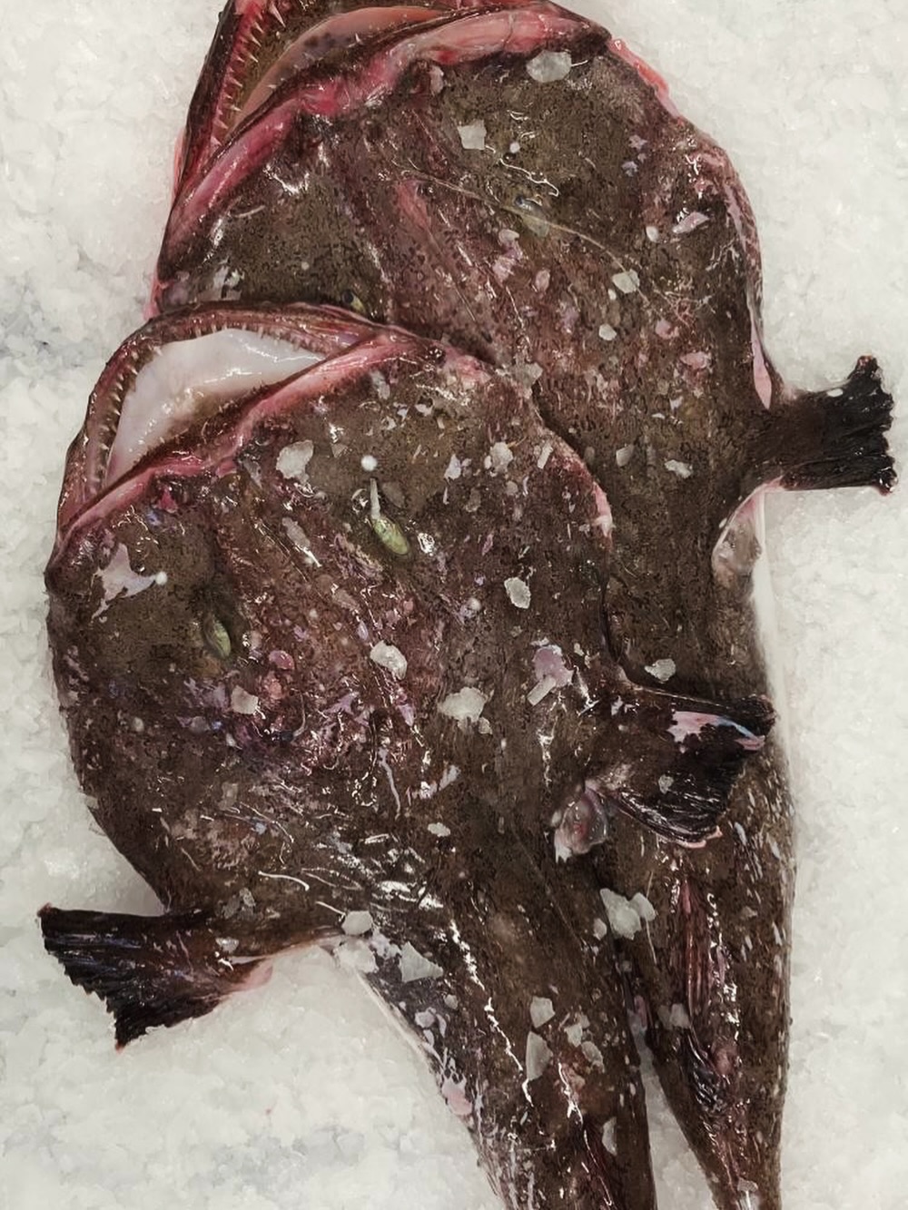 Face to face with the best of the day’s catch! 🐟
There is no mistaking a wild Monkfish when it’s looking right at you. Known for its incredible texture and pearly white meat, it remains a firm favourite for any menu.
Talk to the team if you’d like Monkfish on your menu, get your orders in to ensure your fridge is stocked and ready to go!
Our team are ready to prep your order, exactly as you’d like it. It’s what we do. Every day.
#monkfish #freshfish #fishmonger