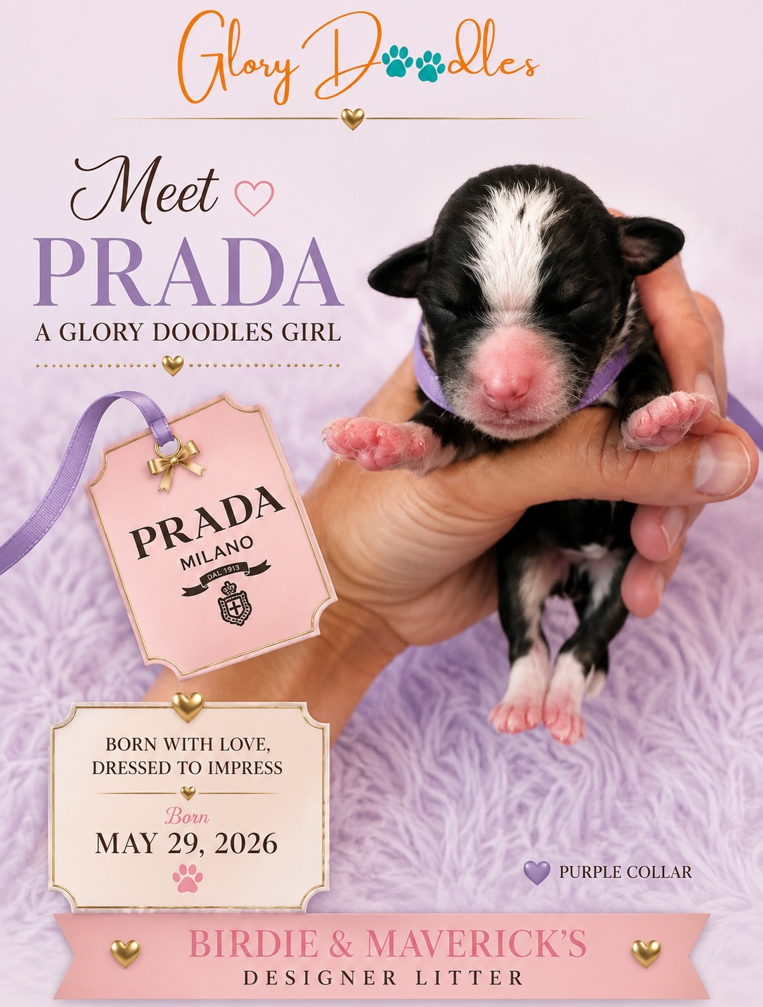 introducing our sweet designer litter — all 5 are girls!!! we only have one spot available on this waiting list and it won’t last long. mama is doing great and she’s super attentive to her puppies 🐶 we are so excited to watch them grow 💕 #minibernedoodle #bernedoodlepuppy #doodlepuppy