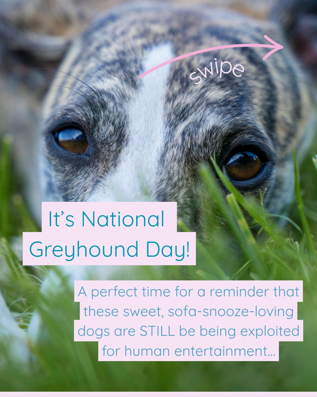 Greyhound racing is an outdated sport, rooted in cruelty and suffering. Every single dog deserves a life in a loving home, not to be exploited for profit.
š Read my full blog post on the topic at the link in my bio
š¶ Join @shutdown.campaigns, @animalaid_uk & @leagueagainstcs on July 25th in Central London for the March to End Dog Racing.
š¤ Letās make it a big one! For every dog whoās suffered at the hands of an industry that views them as money-making commodities, not the individuals that they are
#petsnotbets #youbettheydie #greyhoundracing