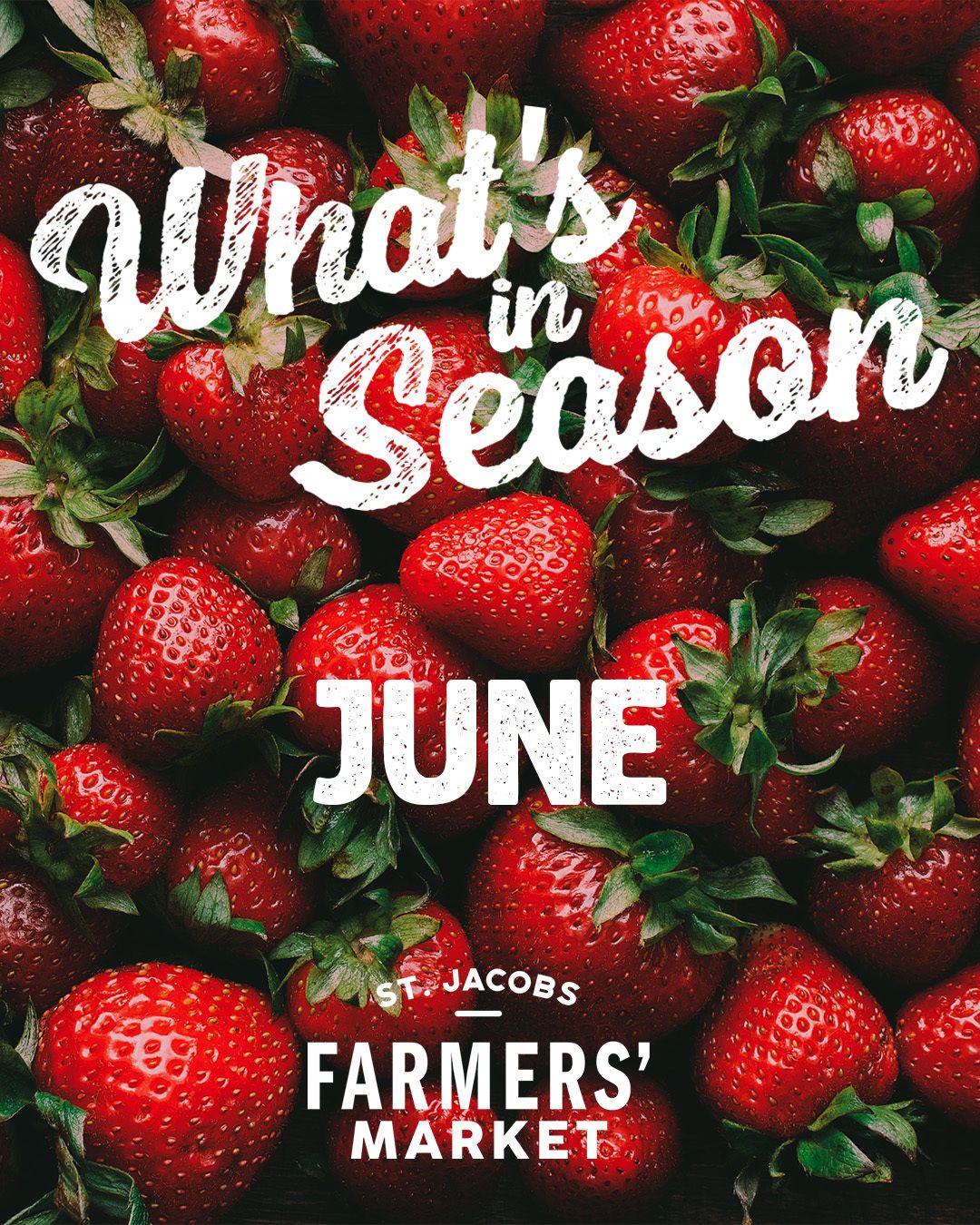 š± June is bringing the best of early summer to Ontario! Fresh, local flavours are starting to fill the market with favourites like:
š Strawberries
š„¬ Asparagus
šæ Lettuce & leafy greens
š± Peas
š§ Garlic scapes
š Rhubarb
š„¦ Broccoli & cauliflower
Availability can vary with weather and harvest timing, but one thing's for sureāOntario produce season is officially underway. Come taste whatās growing close to home!