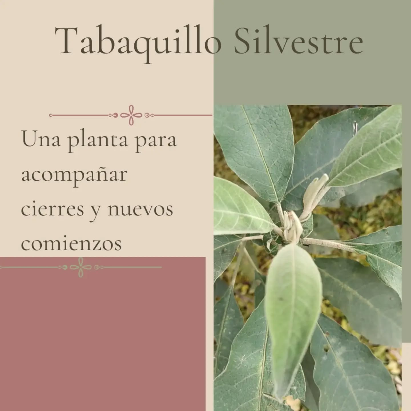 A veces una planta llama nuestra atención por su forma.
Otras veces por la energía que transmite.
El tabaquillo silvestre me resulta especialmente interesante porque nos habla de algo que todos atravesamos en distintos momentos de la vida: los finales y los comienzos.
Desde una mirada energética, puede acompañar procesos donde necesitamos culminar una etapa que ya cumplió su función o abrir espacio para nuevas oportunidades.
Por eso, más allá de la planta en sí, siempre me interesa observar qué está ocurriendo en nuestra vida cuando una especie aparece repetidamente, llama nuestra atención o decide crecer cerca nuestro.
Porque la naturaleza muchas veces nos habla en el lenguaje de los procesos.
Abrazos Marce y Mage 🪷🤍🌿
#Mujernatura
#Magetips
#Limpiezasenergéticas
#Rituales
#Plantasenergéticas