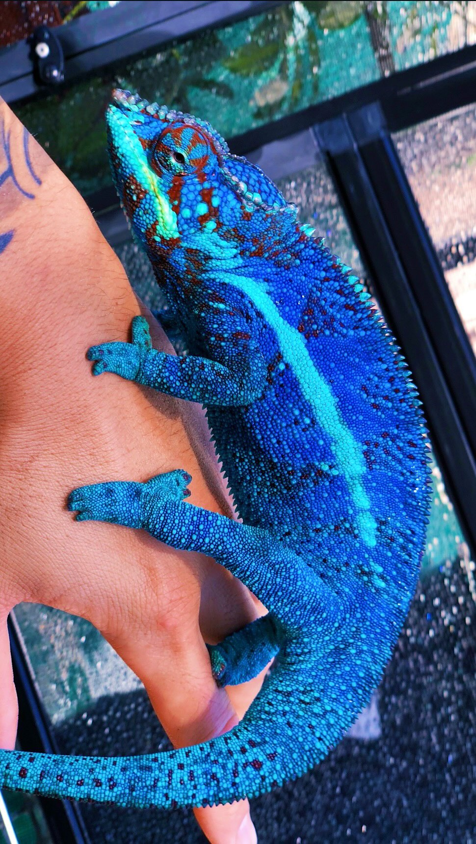 Let’s keep our oceans & chameleons Blue🌊 #pantherchameleon #chameleon #blueambanja #viralreels #reptilesofinstagram