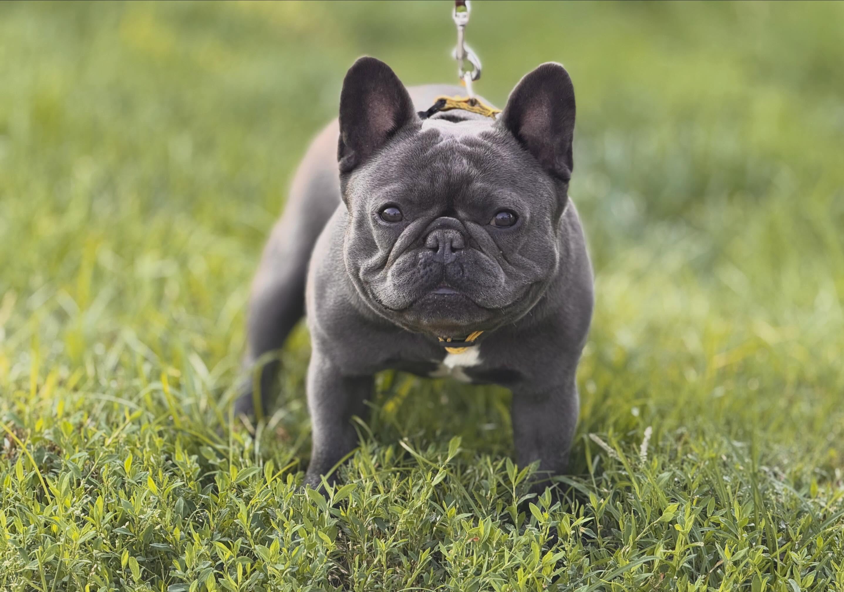 Lucy Lou! ๐
Sheโs our gorgeous solid blue a/a carrying cocoa, pied, and rojo. Sheโs super small and compact. Hopefully sheโs next up for making some babies. ๐๐ป๐๐ป
.
.
.
#frenchiepuppy #frenchie #frenchbulldog #sapphirebluefrenchies