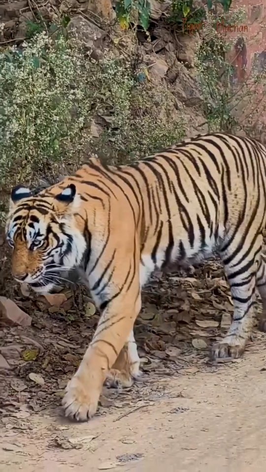 🐅✨ “Not all kings live in palaces… some rule the wild. 👑🌿
Deep inside the forests of Ranthambore, time stood still for a moment as the true ruler of the jungle walked past with unmatched grace, power, and confidence. Every step carried authority. Every glance felt unforgettable.
This isn’t just a tiger sighting — it’s a reminder that nature will always be the greatest show on Earth. ❤️🔥
The roar may fade, but moments like these stay with you forever.
📍Ranthambore National Park
🎥 A once-in-a-lifetime wild encounter
#ranthambore #tigersafari #tigermachan #junglesafari #wildlifelovers