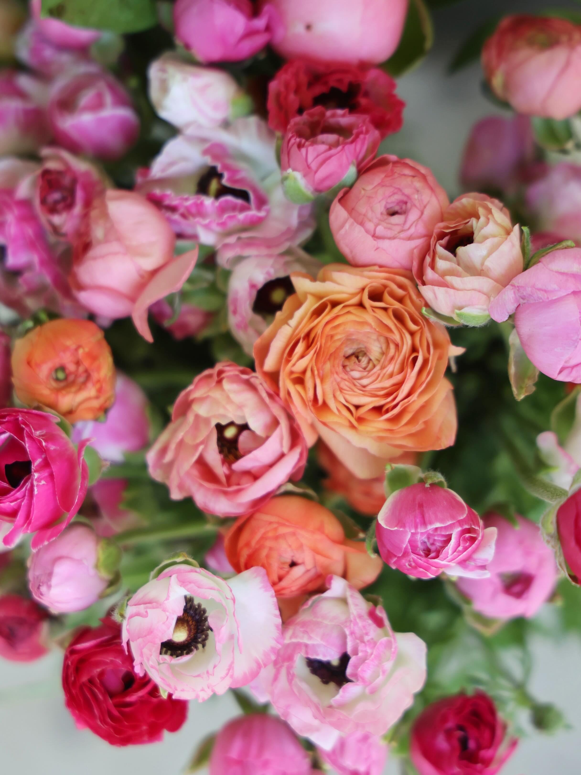 Felling a little ranunculus obsessed 😍