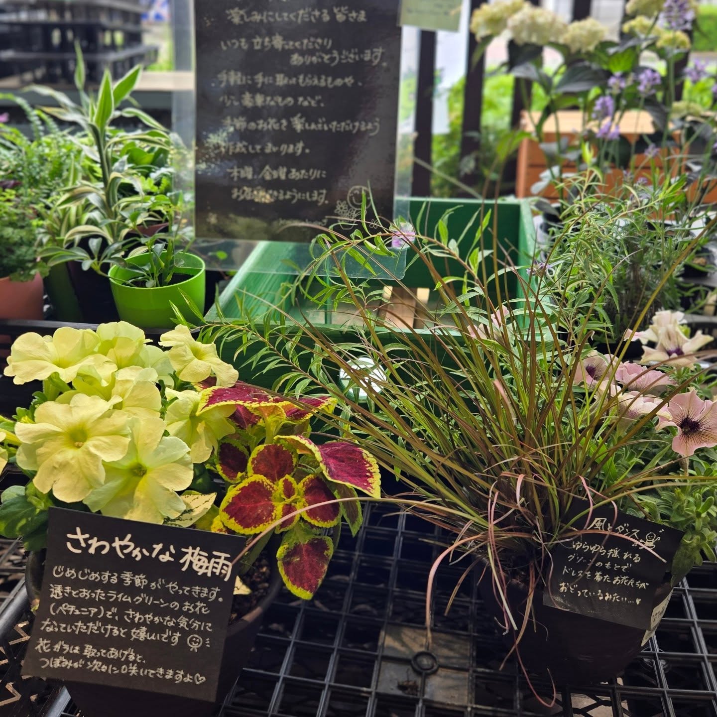 みらい東村山新鮮館に、
寄せ植えを納めてきました🌱
この時期は、ペチュニアが多く、
変わった咲きかた、珍しい色あいなど、
楽しめるモノを取り入れています。
身近でお花を楽しめるように、
コンパクトなサイズです♪
お花コーナーに、
ゼヒお立ち寄りください🌼
#東村山市
#JA東京みらい
#寄せ植え
#造園業
#光緑園