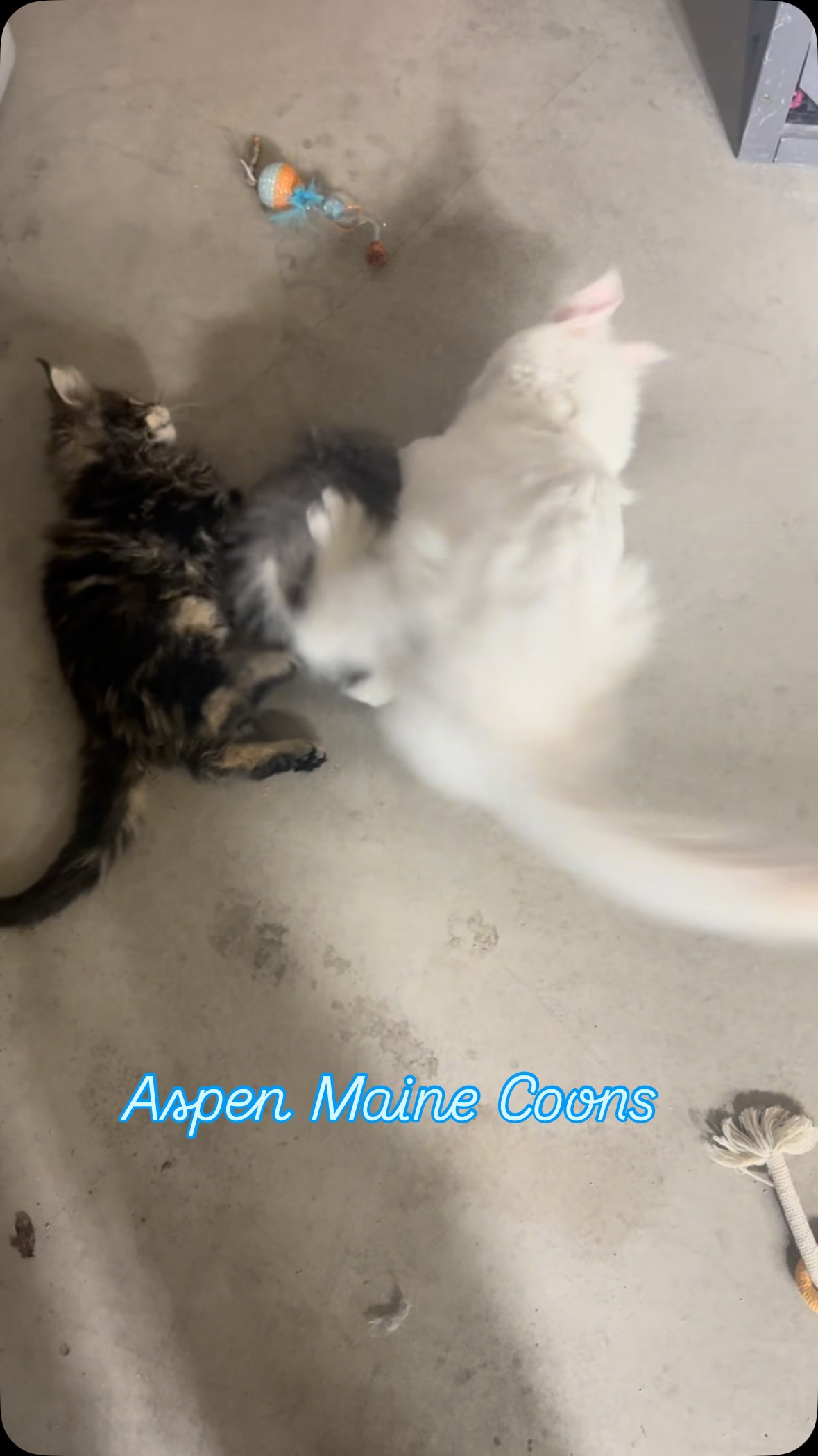 #mainecoonsofinstagram #mainecoonlovers #mainecoonlife #aspenmainecoons #mainecooncatlovers