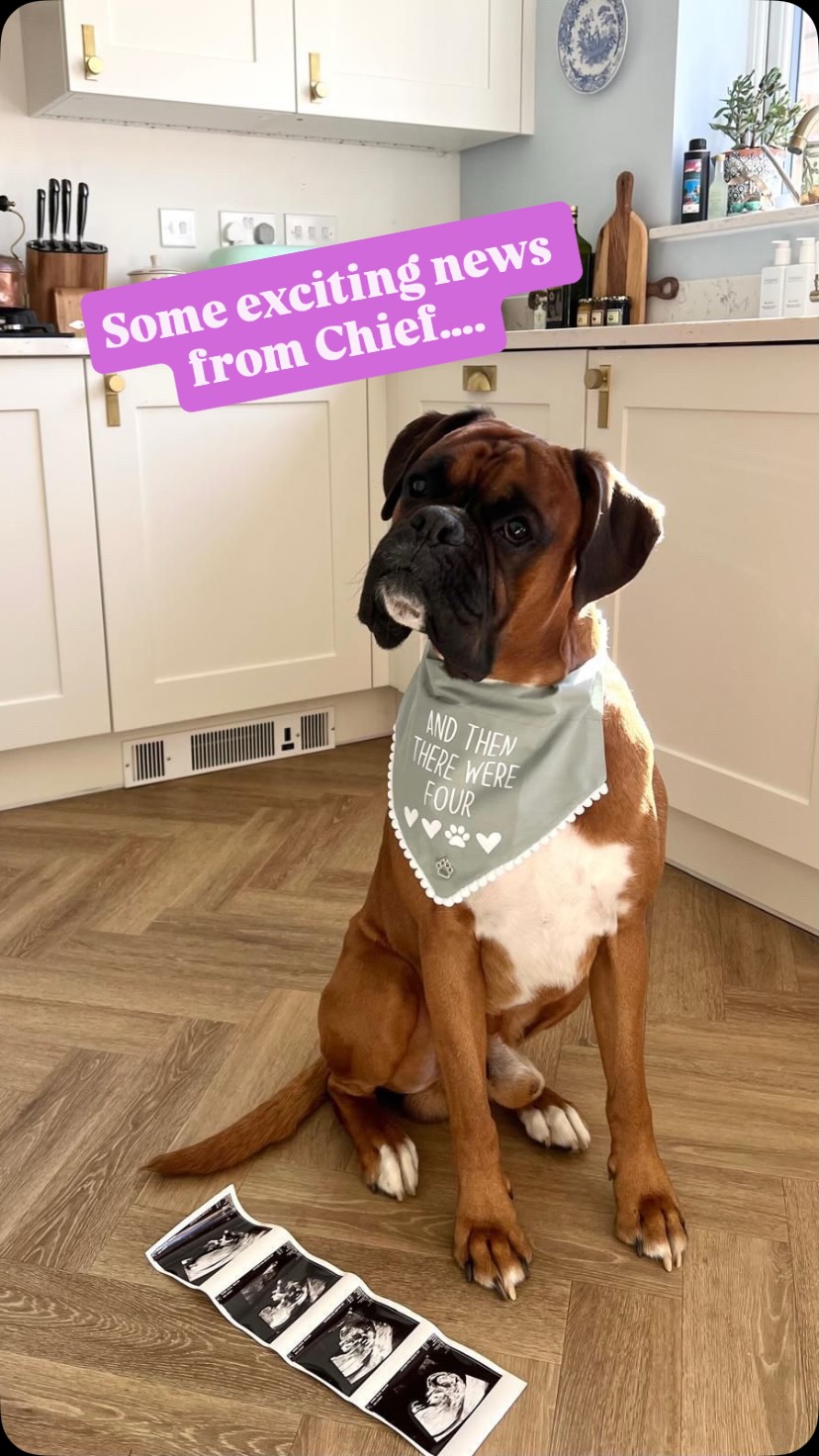 🐾 Our Wooftastic client, Chief and his Hoomans have some very special news to share… he’s going to be a Big Fur Brother!!!
Congratulations from all of us on your very special news and for sharing your reveal 💙
#dogbabyrevealcake #comingsoon #dogsarefamily #furbrother