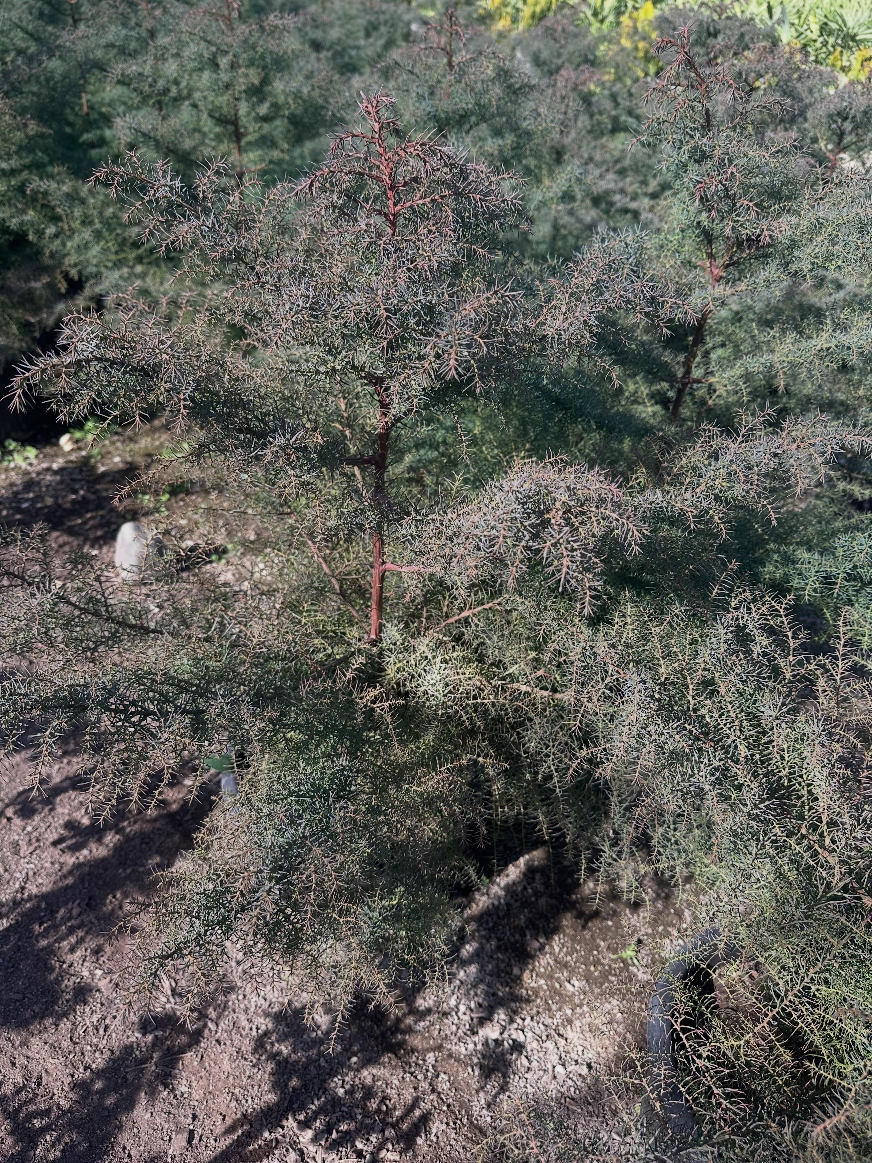 🌲✨ CRYPTOMERIA JAPONICA ELEGANS | El cedro japonés que cambia de color
Una conífera que no pasa desapercibida. La Cryptomeria japonica Elegans sorprende todo el año con su follaje plumoso y suave... pero en otoño e invierno se transforma en tonos cobrizos y rojizos que detienen la mirada. 🍂🔥
🌱 CARACTERÍSTICAS
▪️ Conífera de porte piramidal y elegante
▪️ Follaje plumoso, suave al tacto
▪️ Cambia de color verde a cobrizo/rojizo en invierno 🟤
▪️ Crecimiento moderado — hasta 4/6 m de altura
▪️ Perfecta como ejemplar solitario o en grupos
☀️ REQUERIMIENTOS
▪️ Sol pleno o semisombra
▪️ Riego moderado 💧
▪️ Suelos frescos, ácidos y bien drenados
▪️ Tolera frío y heladas moderadas ❄️
▪️ Abono en primavera para potenciar el follaje
🏡 USOS IDEALES
▪️ Jardines orientales y zen
▪️ Ejemplar focal en césped
▪️ Setos altos y cortavientos
▪️ Macetas grandes en terrazas
No es solo una planta... es una experiencia visual que cambia con las estaciones. 🌿
#Cryptomeria #CryptomeriaJaponica #CedroJaponés #Coniferas #vivero