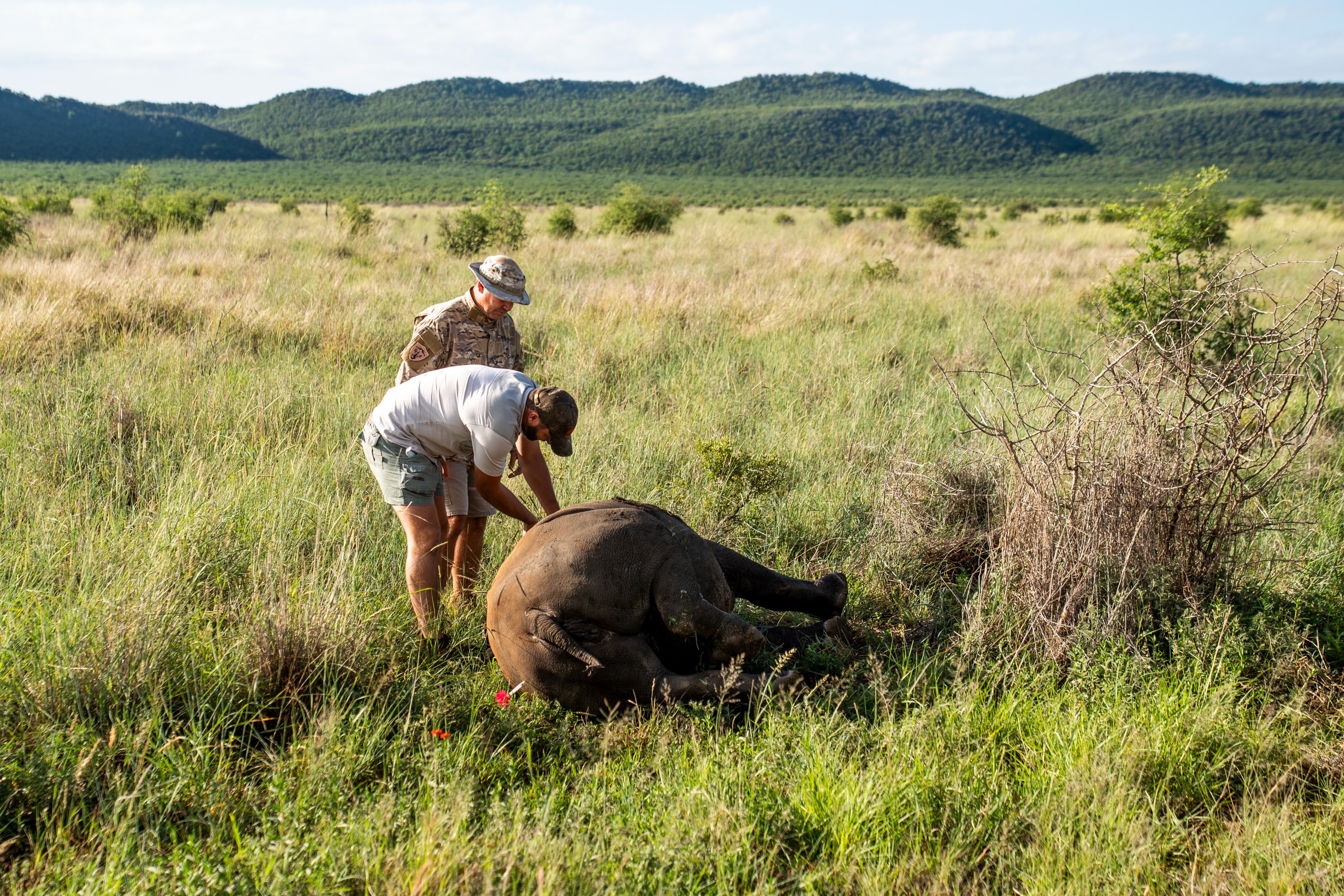 For the future. When working at Royal Madikwe, we captured these incredible moments of 2 rhino notching experiences. What a special practice this is for rhino conservation. It is totally essential ❤️🦏