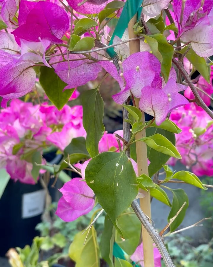 The morning sun illuminating colors just for me