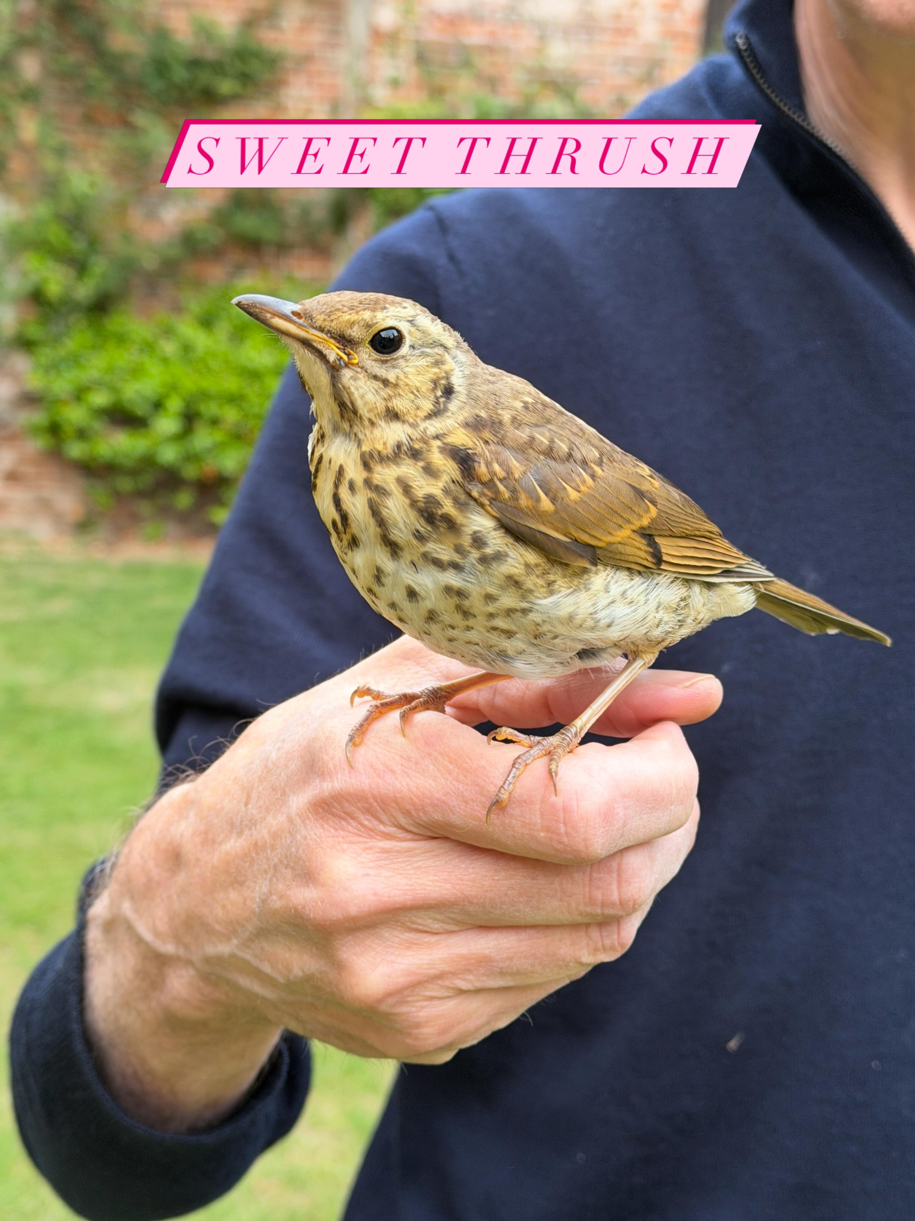 David with a thrush which we found in the garden and seemed rather dazed and unafraid