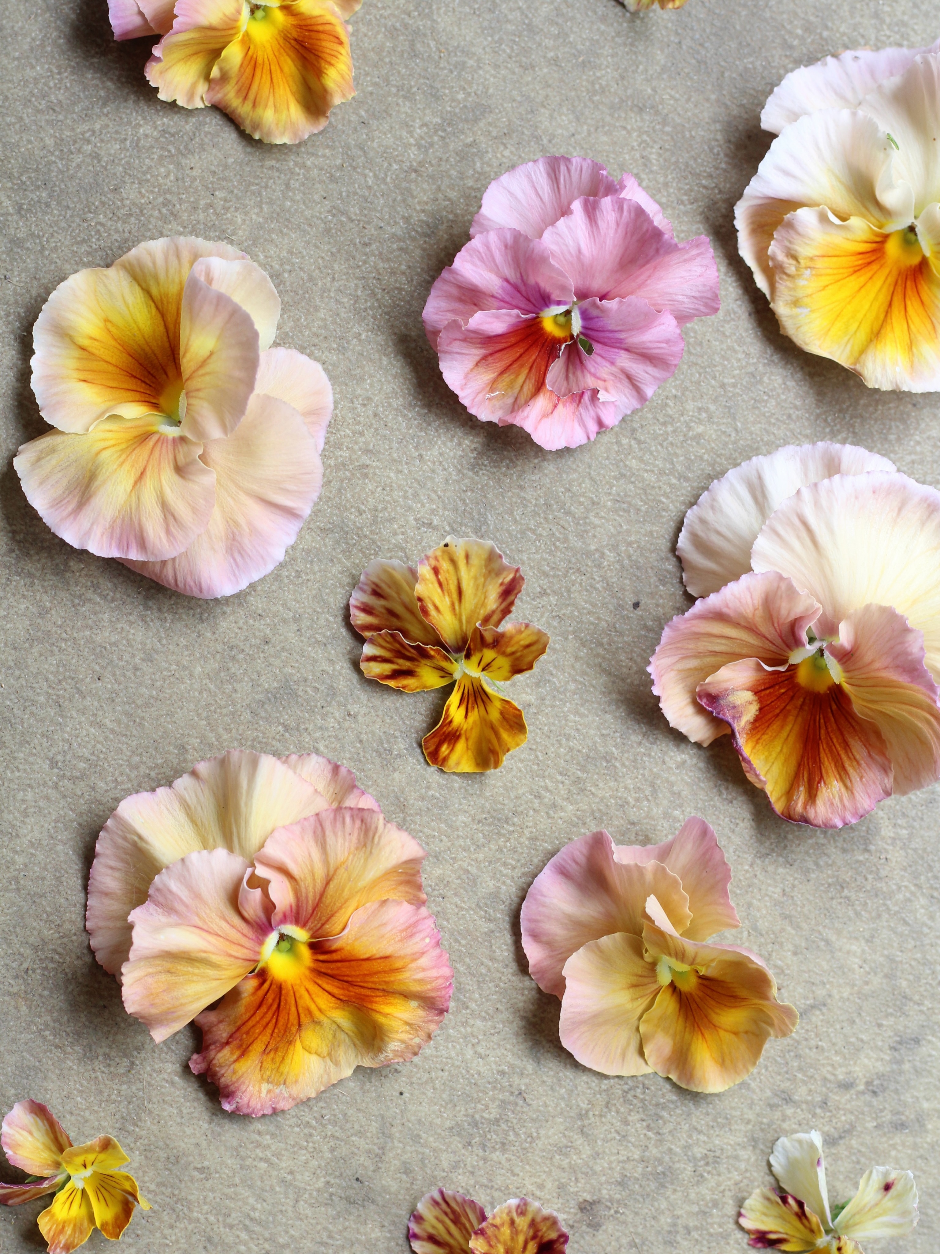 My new favourites 🥰 beautiful little pansies and violas - perfect for cakes and buttonholes! 💕
#buttonhole #boutonniere #cakeflowers #flowerfarm #growninsomerset