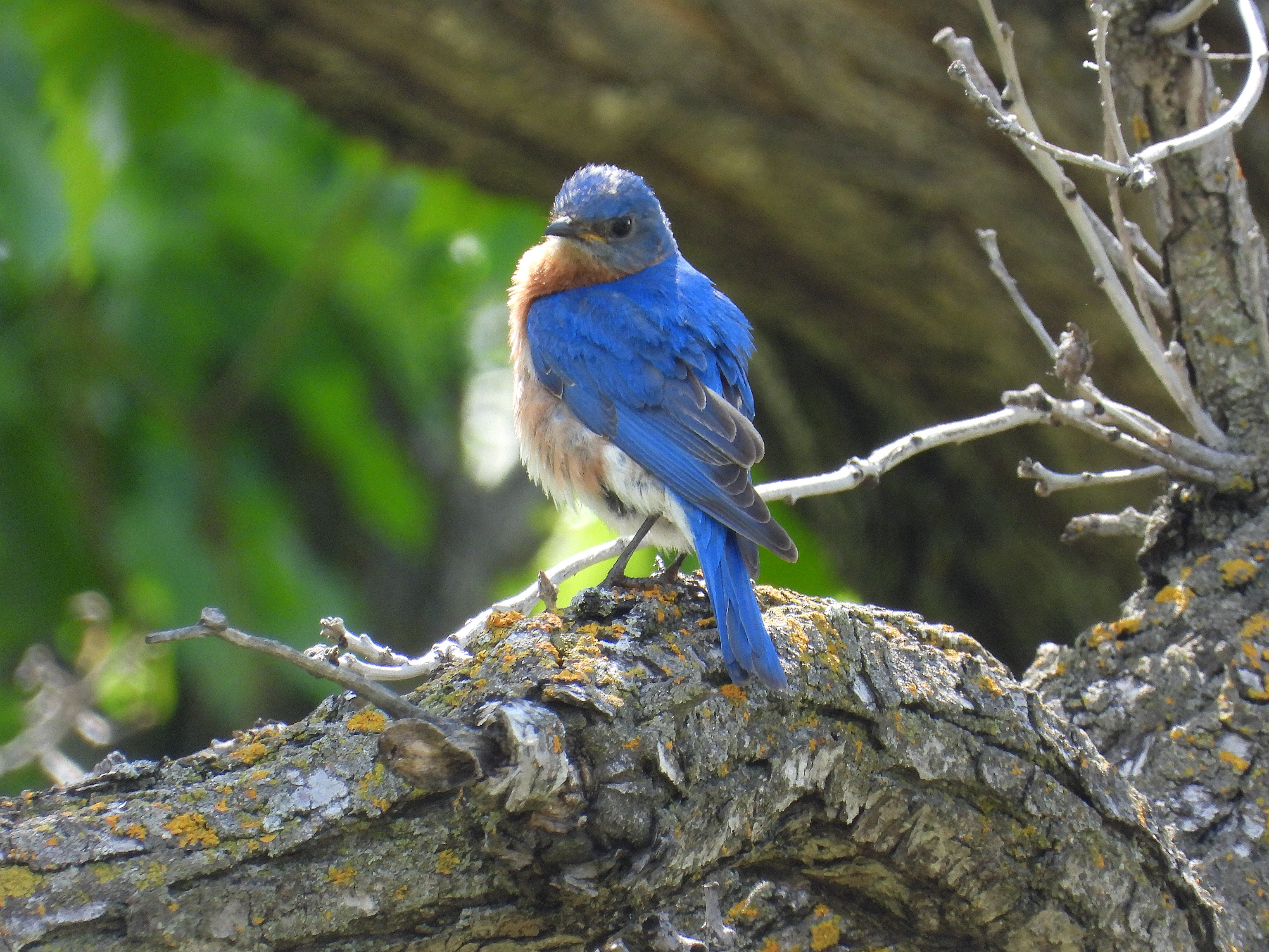 Eastern Bluebirds are back on the Fort Garry Campus!!! (Well, they may have returned earlier but this is the first time in that last while that we have birded this particular corner of campus).
Last year, a pair raised young right here on campus. Could they do it again this year? We’ll be keeping a close eye out!
The stunning blue colour in these photos has not been edited. In fact, these birds are even more vibrant in person.
Eastern Bluebird, ozhaawaashko-bineshiinh, Sialia sialis
June 4, 2026
Treaty 1, Fort Garry Campus, University of Manitoba
#birdjoy
#indigenousbirders
#umanitoba
#representationmatters
#treaty1
@umanitoba
@umindigenous
@umstudent
📷: @justinleerasmussen