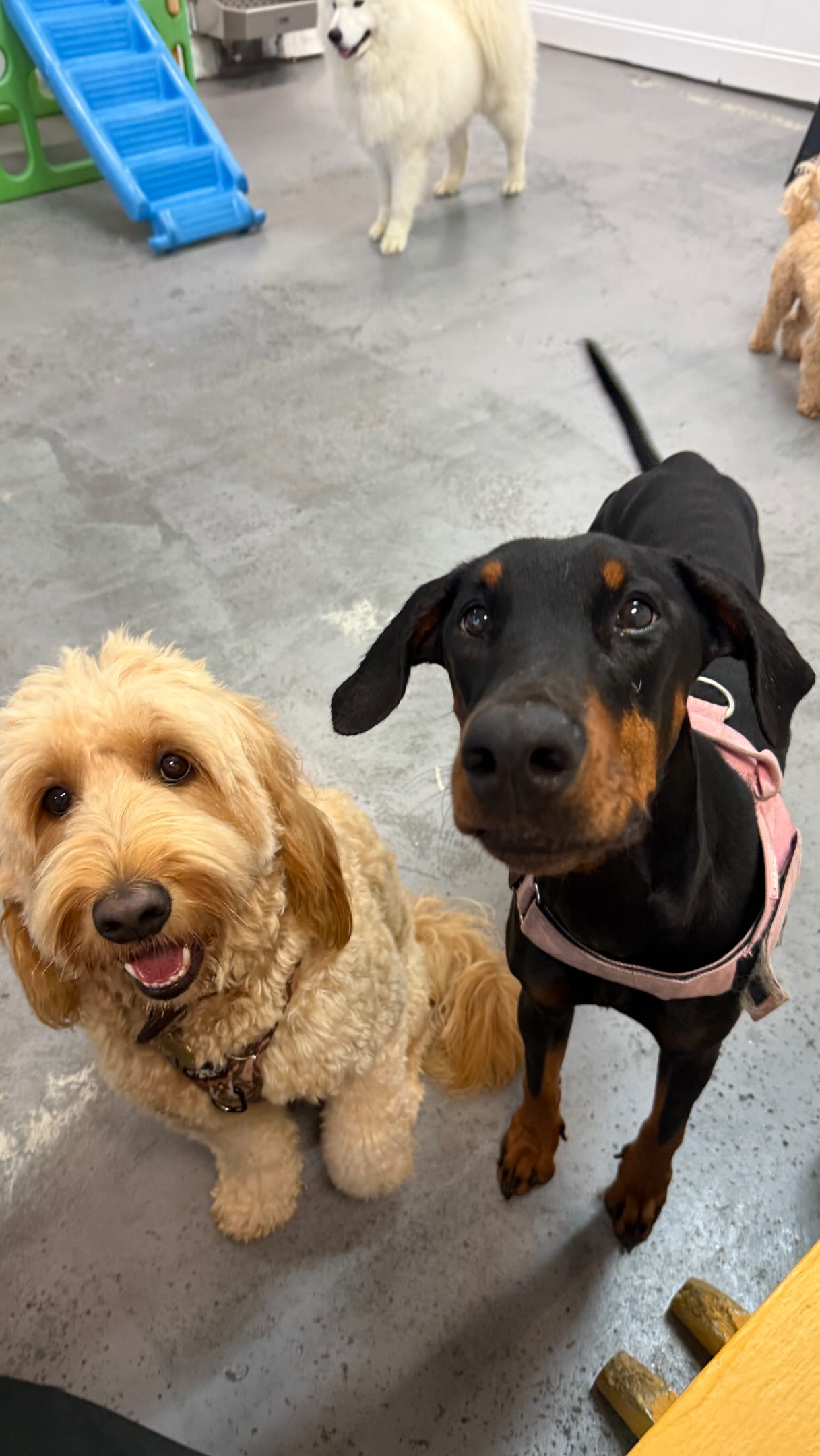 It’s not that we can’t hear.. it’s just that we have 20 dogs who also want to be a part of the conversation 🙊😂🐾
#goldcoastdogs #goldcoastdoggydaycare #doggydaycare #dogsofinstagram #doglife