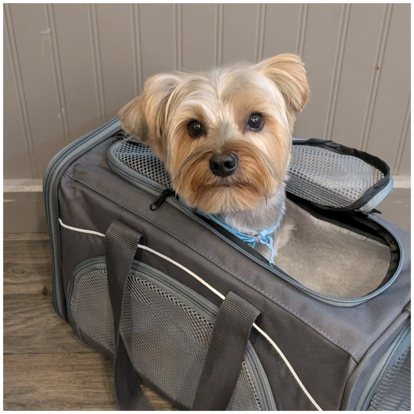 Rocky is ready to go home