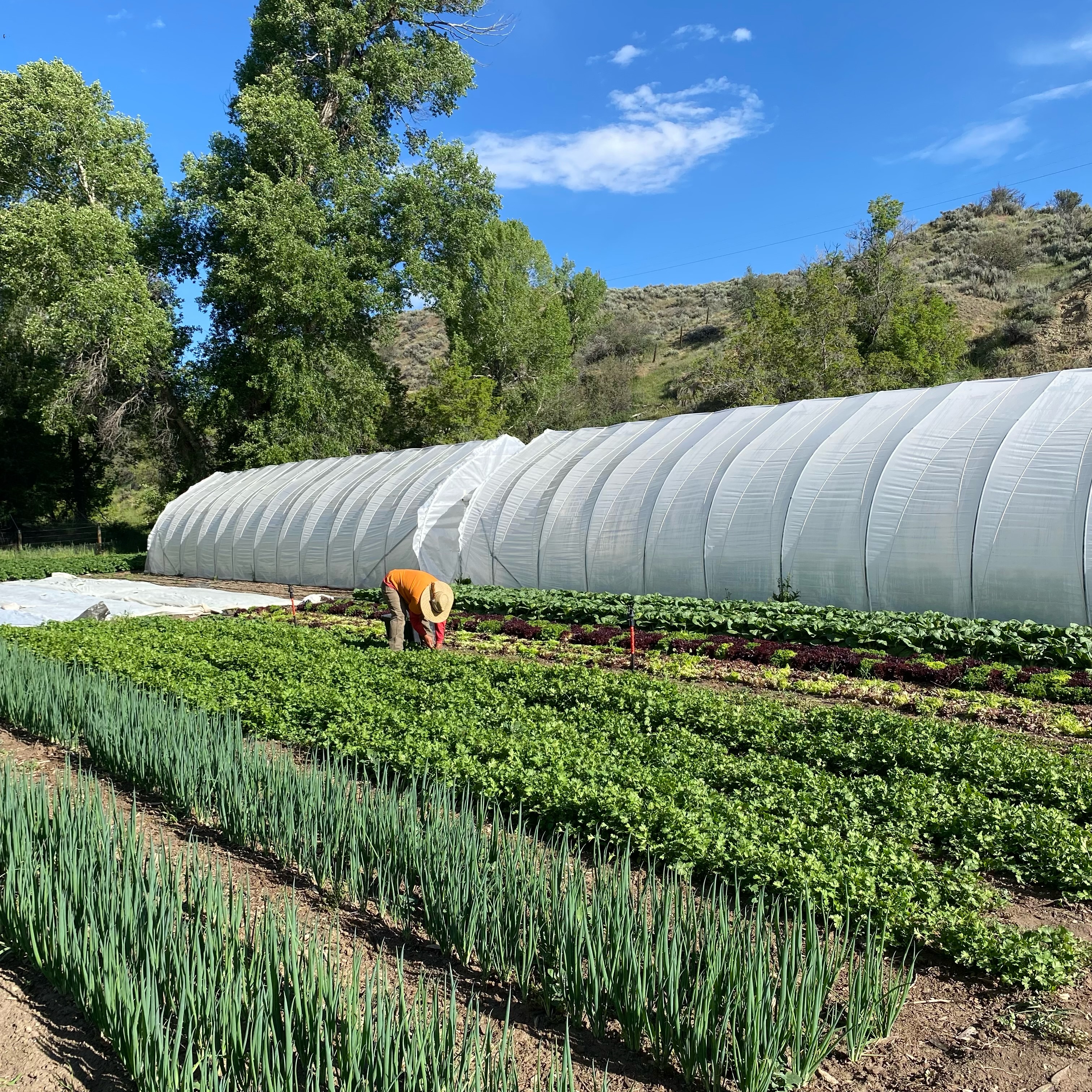 We’re back baby 🍻🍻
Can’t wait to be back at the @steamboatfarmersmarket this weekend! We’ve been rockin and rollin this spring and will have a great lineup of veggies right off the bat
-Salad, Arugula, Spinach, Head Lettuce
-Carrots, Radishes, Bok Choy, Scallions
-Cucumbers, Summer Squash
-Basil, Cilantro, Parsley
-Plant Starts galore!
Come see us!