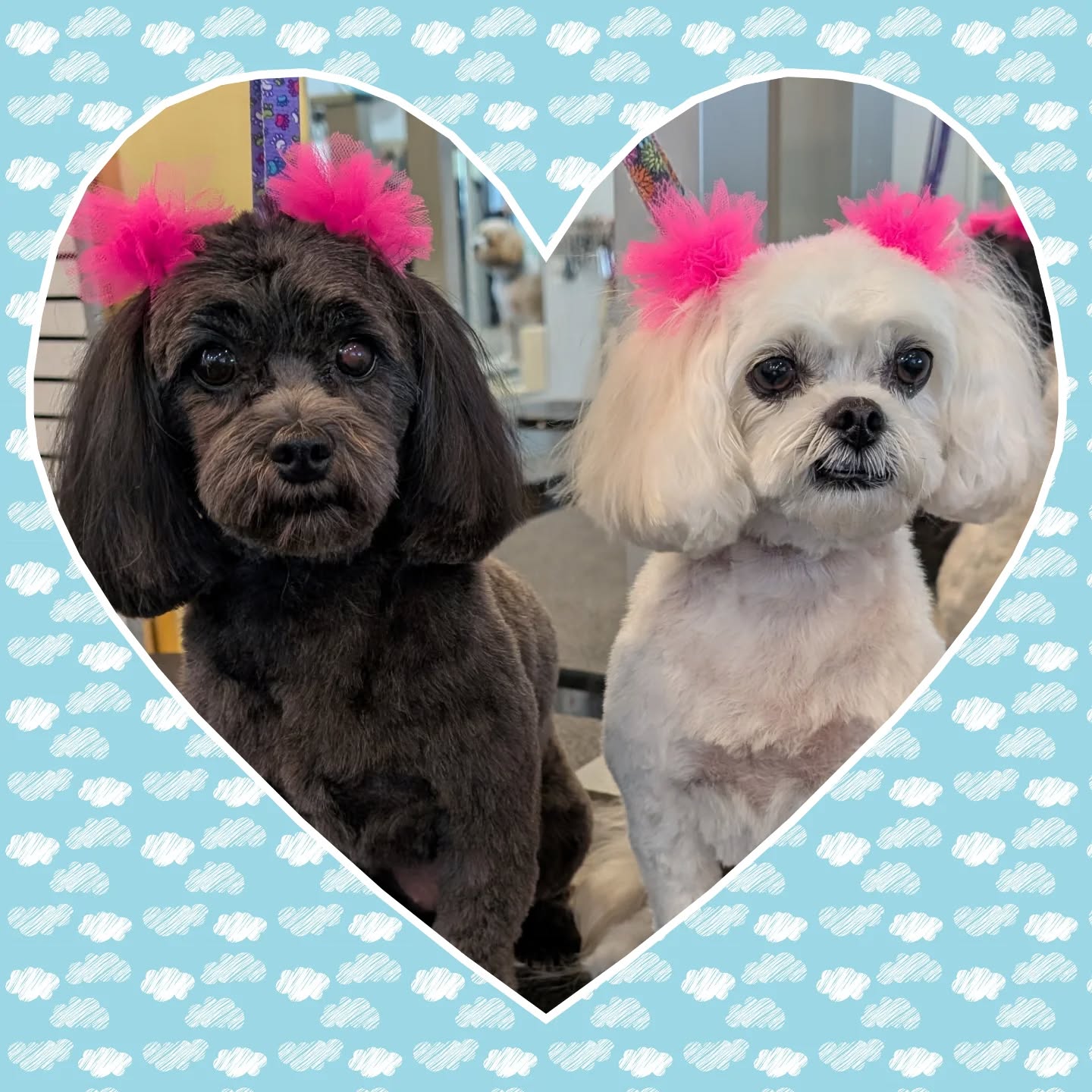 Mocha and Daisy