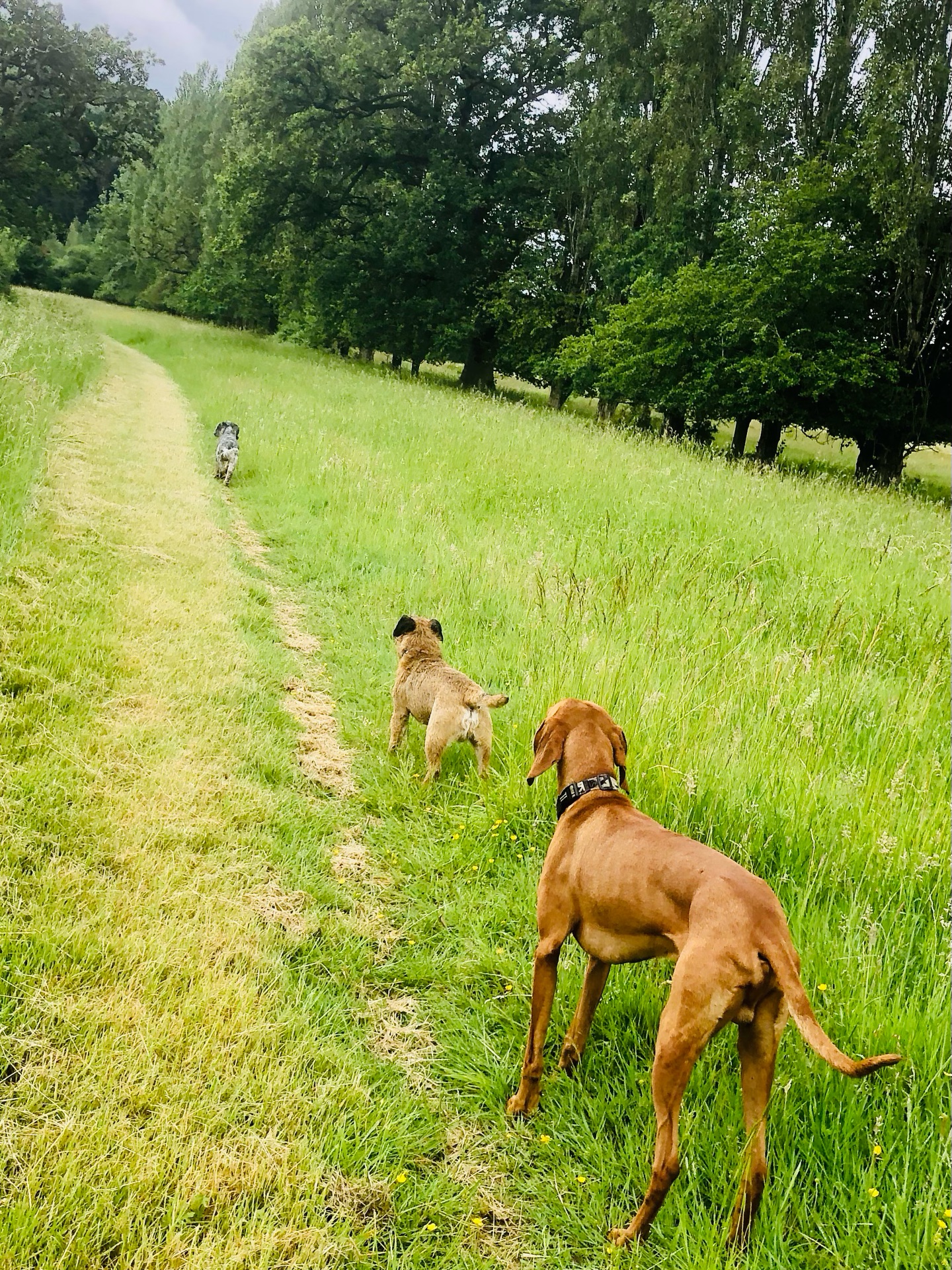 ❤️
If your dog would like to have a walk with us then contact us at www.ardendogwalking.co.uk and check out our half-day experience.
#ullenhall #tanworthinarden #hockleyheath #henleyinarden #dog