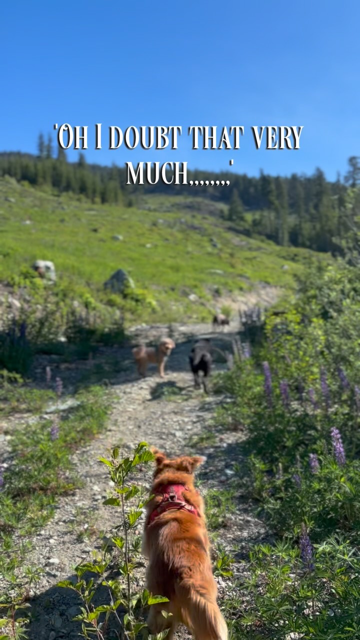 We will be in the middle of absolutely nowhere loving every second of it 🤪😅
Biscuits isn't just a little walk in the park, I want to explore these mountains just as much as my dogs do! If I see you out here, your lost 🤪
#biscuitspetcare#dogwalking#hikingwithdogs#whistlerdogs#explorebc