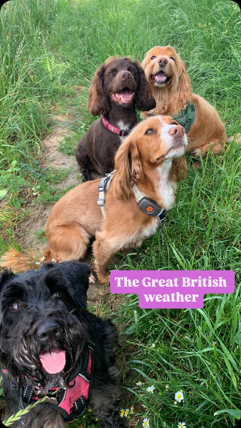 A classic week of Great British dog walking! 🐾
Monday had us basking in glorious sunshine, while Tuesday’s showers and thunderstorms saw us taking cover along the nearest hedge line! ☀️➡️🌧️⚡
One thing’s for sure, whether it’s sun cream or waterproofs, dog walkers have to be prepared for everything. Luckily, the dogs don’t seem to mind what the weather’s doing! 🐶🐾
#dogwalker #dogwalkergreatwakering #dogwalkerrochford #greatbritishweather #aprilshowersinjune