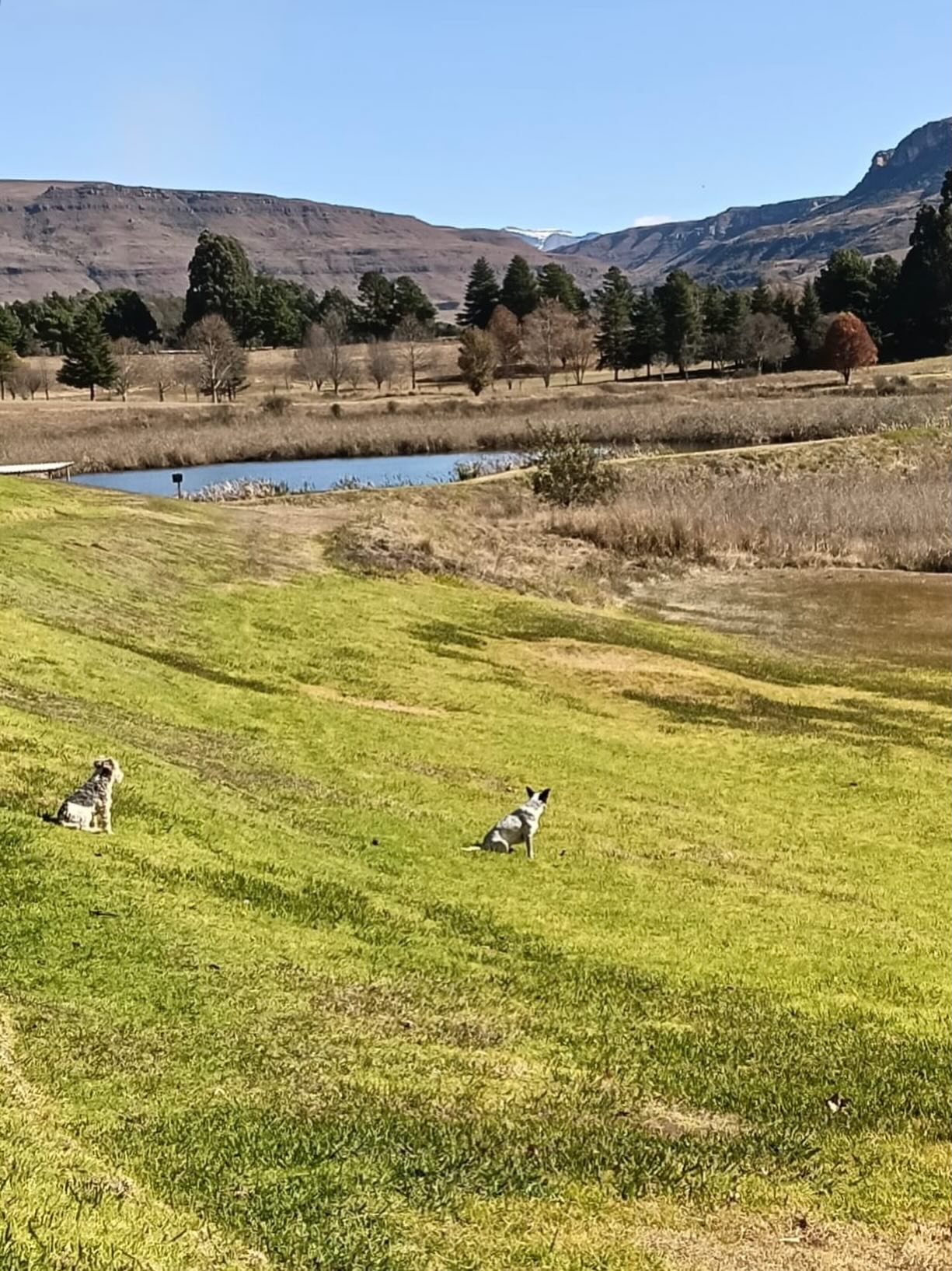 Guru & Pipi checking out the snow in the distance 🏔️