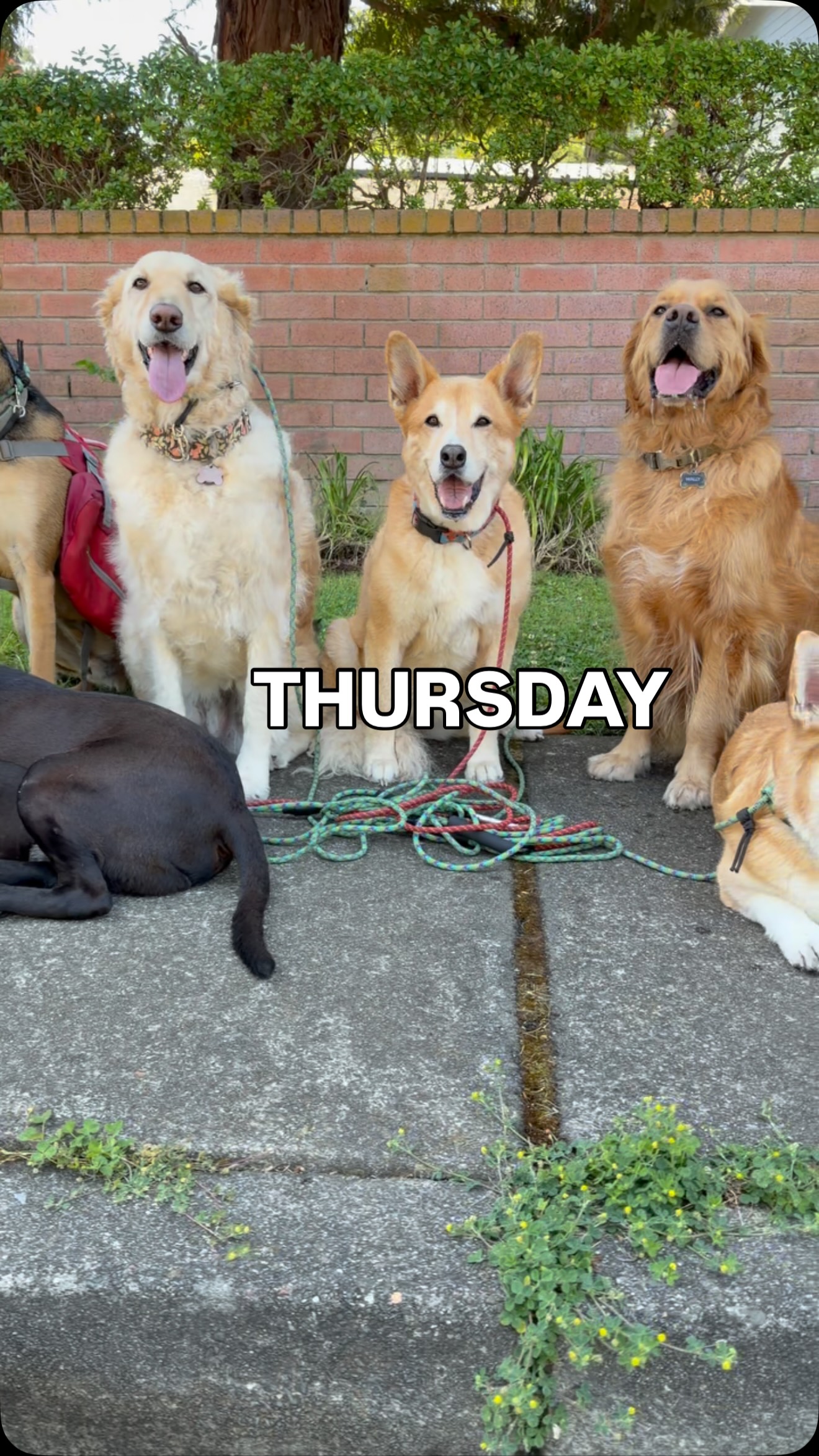 Thursdays Petaluma troopers
•
#dogsoftheday #dogreels #packwalk #weloveyourdogs #dogwalker