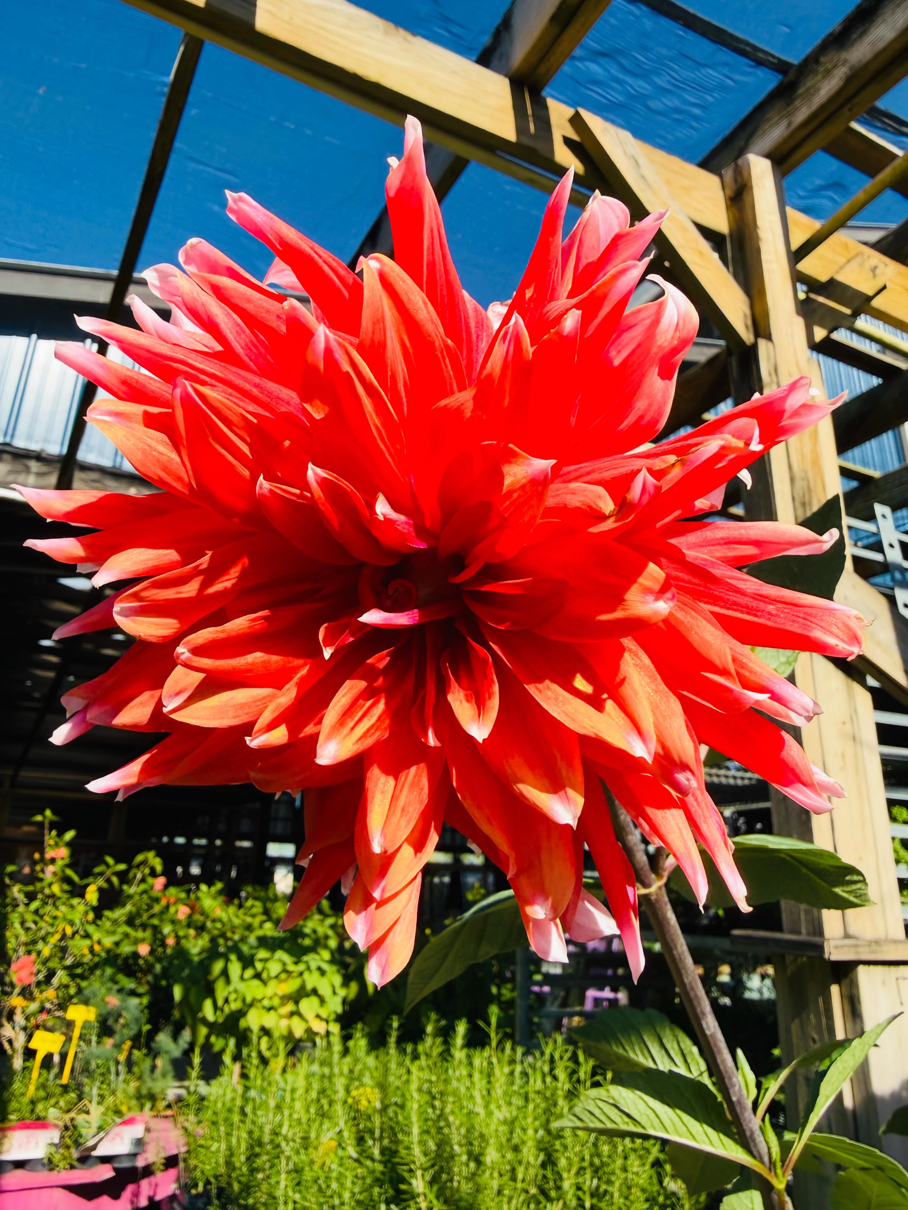 đ¸ WHATâS FLOWERING AT J&S? đ¸
If youâve been following along, you already know⌠dahlias have been stealing the spotlight around here this season đ And this bloom? Sheâs extra special.
Part of a small collection we grew ourselves right here at J&S is finally putting on a show! Some are fully showing off like this beauty, while others are just waking up and getting ready to bloom. đżâ¨
A few fun dahlia facts while you admire the view:
đź Dahlias bloom from summer all the way into fall.
đź They LOVE sunshine and reward you with big, beautiful blooms.
đź The more you cut blooms for bouquets, the more flowers they often produce! (Yep⌠cutting them can actually encourage more blooms đ)
đź There are thousands of dahlia varieties in all kinds of colors, shapes, and sizes.
Weâre pretty proud of these homegrown beauties and canât wait to see the rest of the collection start popping. Stop by and see whatâs blooming, you never know what might steal your heart this week đ
đż Whatâs your favorite flower blooming in your yard right now? Tell us below!
đCome see whatâs blooming today at J&S Nursery & Blossomâs Gift Shoppe in Newport!
#WhatsFlowering #Dahlias #NewportNC #FlowerLovers #GardenCenterFinds