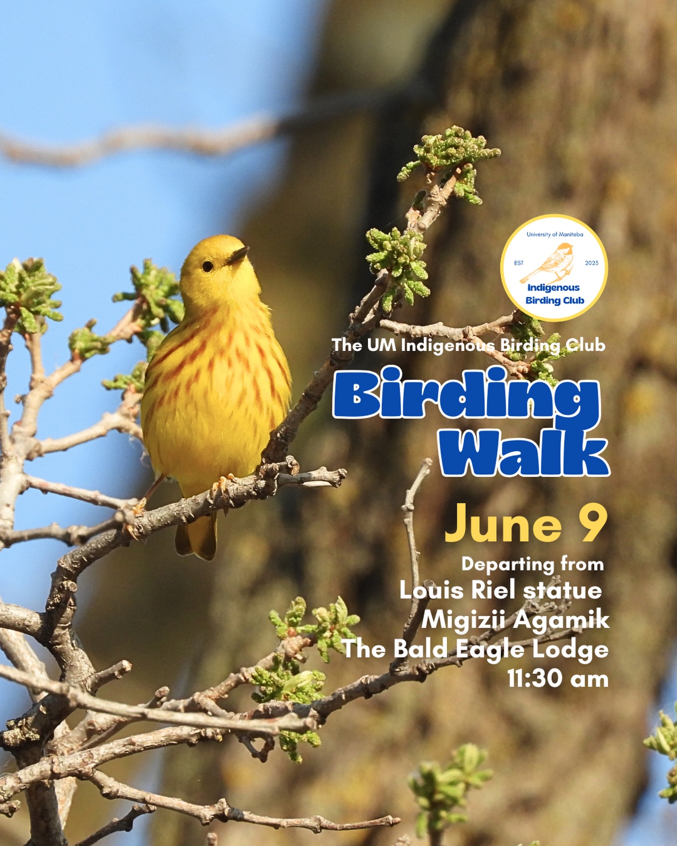 Join us for a relaxed, 1.5-hour birding walk that begins at Migizii Agamik – Bald Eagle Lodge. We will gather at 11:20 a.m. by the Louis Riel statue, with the walk starting promptly at 11:30 a.m. The walk will take us to King’s Park, or another nearby location, at a leisurely pace, allowing us to enjoy our feathered relatives in the green spaces on and near campus.
These walks are open to BIPOC (Black, Indigenous, and People of Colour) folks and allies who share our belief that birding is for everyone, regardless of experience. Whether you’re new to birding or a seasoned enthusiast, we welcome you to join. Just dress for the weather and be sure to bring sunscreen and water. If you don’t have your own binoculars, we have some available to borrow.
Our walks are an opportunity to connect with nature, build community, and learn from one another in a relaxed and supportive environment. Feel free to participate at your own pace, there’s no need to stay with the group the entire time, and you’re welcome to come and go as you please.
Accessibility Information:
The walk covers a variety of paths, including pavement, grass, dirt, and gravel, with mostly flat terrain and a few gentle slopes.
Washrooms are available approximately halfway along the walk.
If you need assistance or have specific accessibility requirements, please let us know in advance so we can do our best to accommodate you.
Parking:
Please note there is NO free parking on campus M-F from 8:30 a.m. to 4:30 p.m. Parking is available in the Parkade and at metered spaces for a fee.
We look forward to seeing you there!
📷: @justinleerasmussen
@umindigenous @umanitoba @umstudent @myumsu @umisacouncil