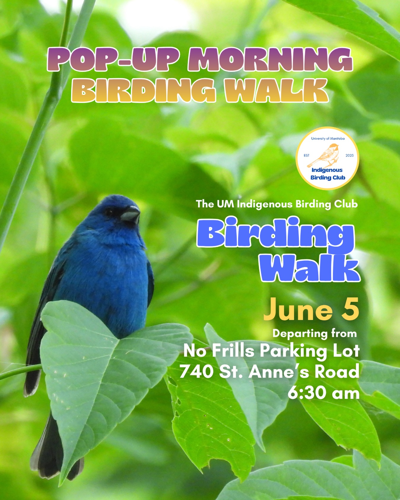 Join us for a relaxed, 1.5-hour pop-up MORNING birding walk.
We will meet at the parking lot of No Frills (740 St. Anne’s Road) at 6:20 am and begin our walk at 6:30 a.m. From there, we will cross St. Anne’s Road at a marked crosswalk and make our way over to Bois-des-Esprits (Woods Where the Spirits Dwell). We’ll explore one of Winnipeg’s largest urban forests, a protected biodiversity hotspot featuring river-bottom forest, wetlands, and upland habitat, while looking and listening for birds along the way. This is also a great time of year to watch for late-season warblers passing through Winnipeg on their journey north to their breeding grounds.
These walks are open to BIPOC (Black, Indigenous, and People of Colour) folks and allies who share our belief that birding is for everyone, regardless of experience. Whether you’re new to birding or have been birding for years, you are welcome. Binoculars are available to borrow if needed. Please dress for the weather and bring water and sunscreen. We may encounter muddy trail conditions, so please wear footwear you are ok with getting muddy as well as another pair of shoes to change into after the walk.
Our walks are a space to connect with nature, build community, and learn together in a relaxed and supportive environment. You are welcome to participate at your own pace, and there is no expectation to stay with the group for the entire walk.
Accessibility Information:
The route includes pavement, sidewalks, a pedestrian crosswalk, a bridge, and natural trails that may include grass, dirt, and gravel. Terrain is mostly flat with some gentle slopes. The walk is at a slow, relaxed pace.
Washroom access may be limited along the route, so please plan accordingly. There is a Starbucks at 726 St. Anne’s Road that has a washroom and it opens at 5:30 am.
If you have accessibility needs or require accommodations, please reach out in advance so we can support your participation as best as possible.
Participation Note:
By attending, participants acknowledge they are taking part at their own risk.
We look forward to seeing you there!
