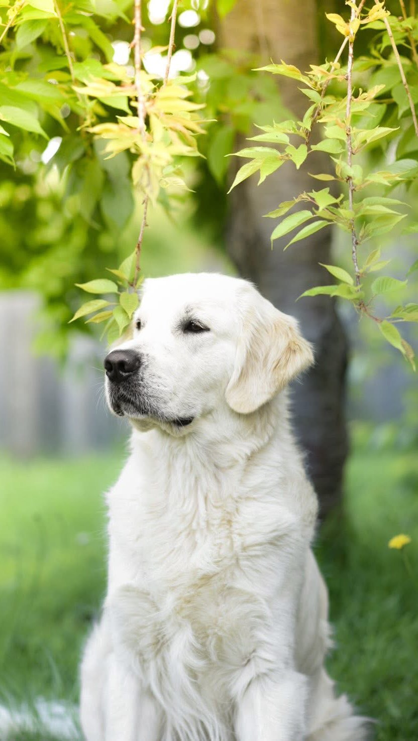 Coda is a patient boy ๐คฆ๐ผโโ๏ธ๐
#goldenretriever #goldenpuppy #goldenretrievers #golden #puppies