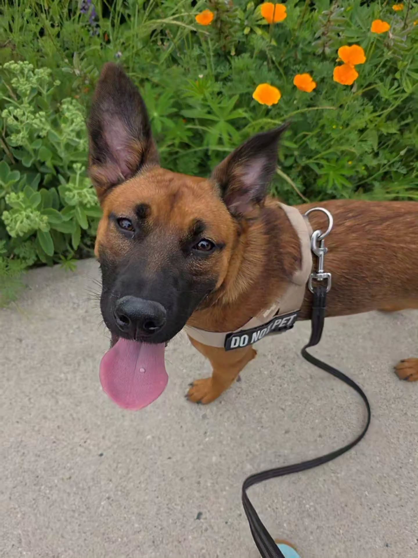 🌟 Welcome Miss Bella to the Magnolia Walk & Train Crew! 🌟
Bella is a bright, busy young shepherd mix who finds the world a little overwhelming at times. When excitement, uncertainty, or other dogs or people show up, she's quick to let everyone know how she's feeling. That's not uncommon for dogs her age, and we're already seeing just how capable she is when given the right support.
After meeting with Bella, her sister Lucy, and their wonderful humans, I've started one-on-one Walk & Train sessions focused on helping Bella navigate the world with more confidence and less stress. Our toolbox includes plenty of management strategies, decompression opportunities, and games that help Bella stay connected and make great choices when things get challenging. And wow, has she been showing us what she's capable of! 💜
In just our first couple of walks, Bella has made some fantastic choices. This week she calmly ignored a flagger who stopped to chat with me, someone that she reacted strongly to only a week earlier. Those may seem like small moments, but they're exactly the kind of wins that build lasting confidence.
Progress isn't about perfection. It's about helping dogs feel safe enough to learn, explore, and make different choices one experience at a time.
We're excited to continue cheering Bella on and can't wait to see where this journey takes her! 🐾
